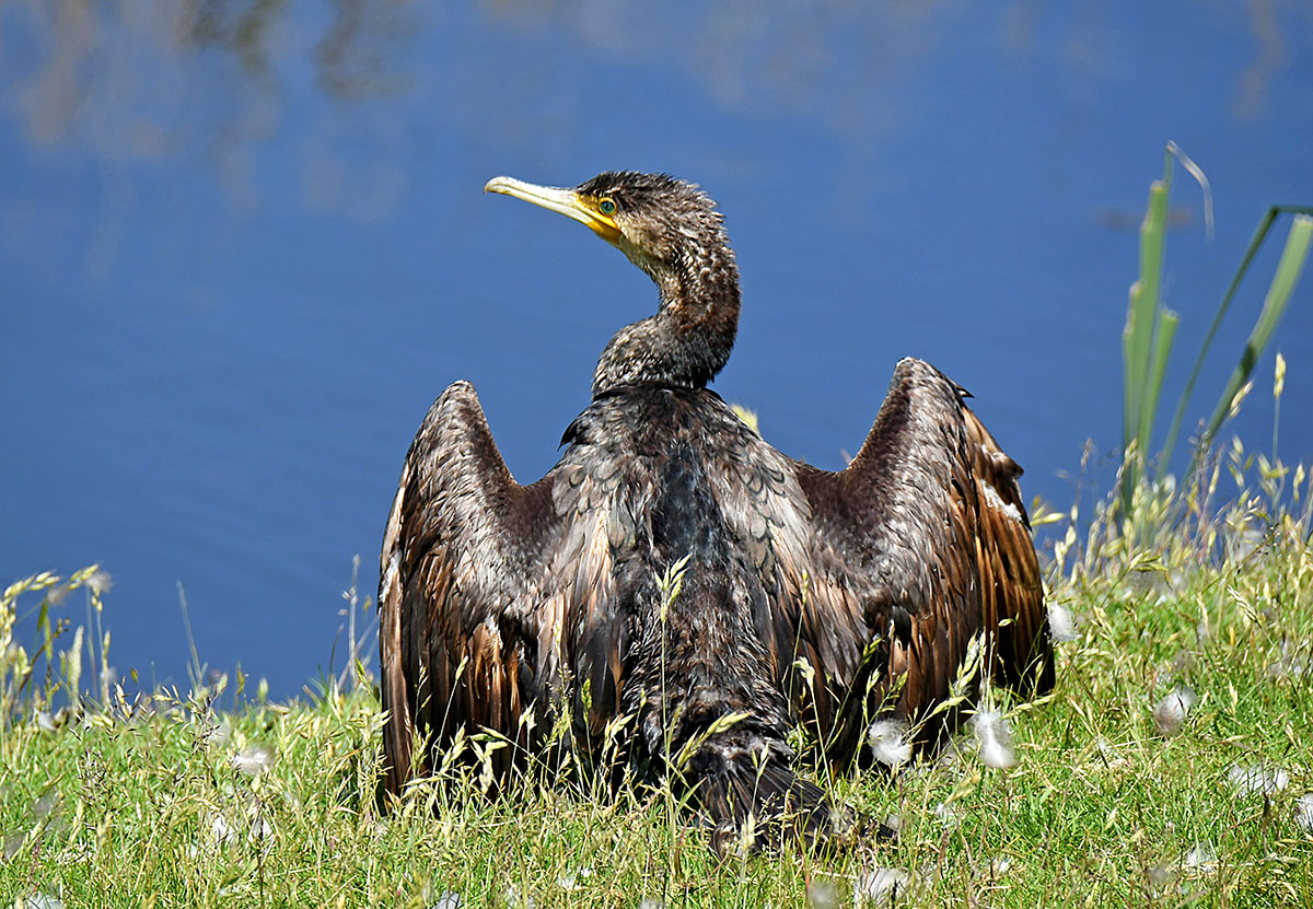aalscholver-is-zijn-veren-aan-het-drogen