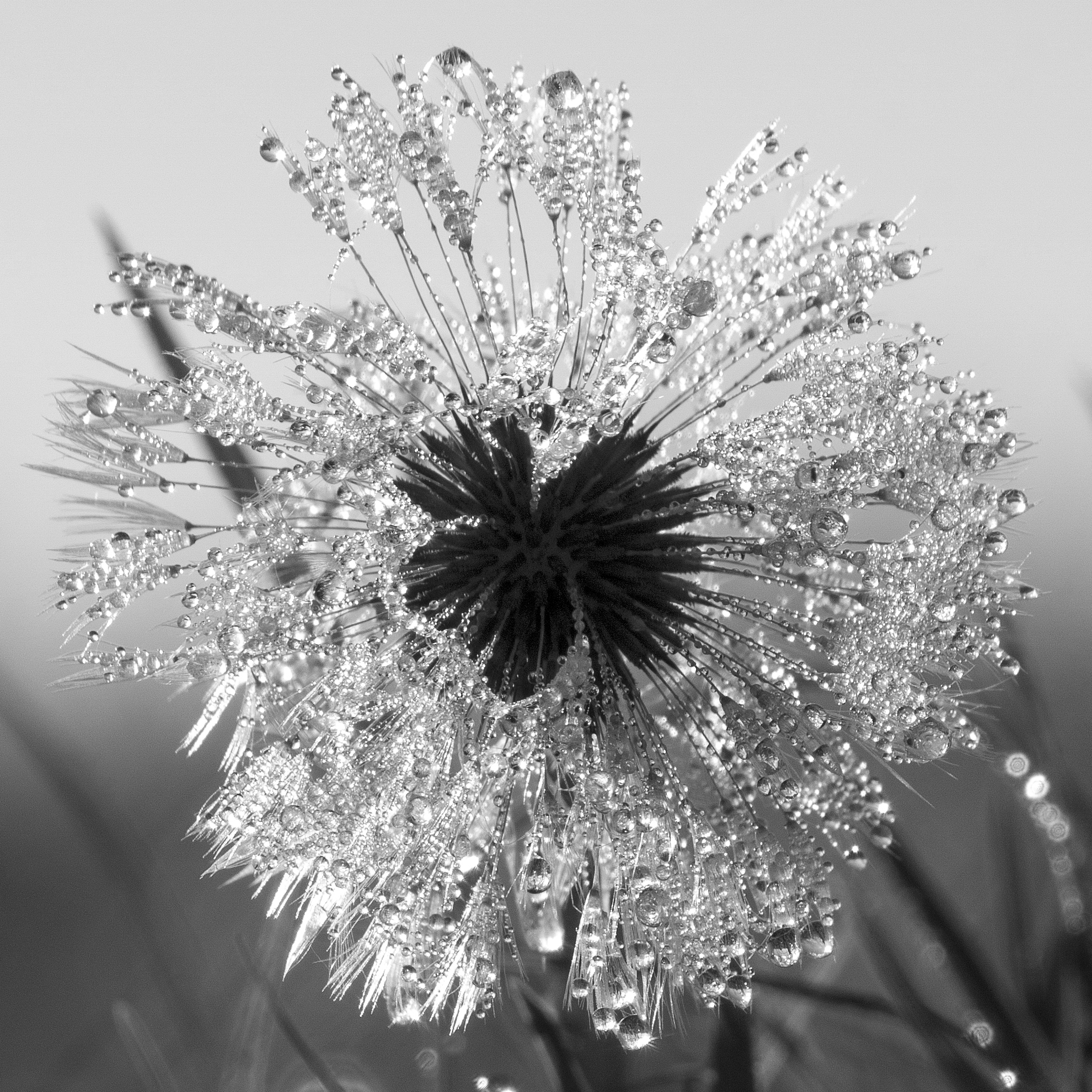 paardenbloem-in-de-herfst