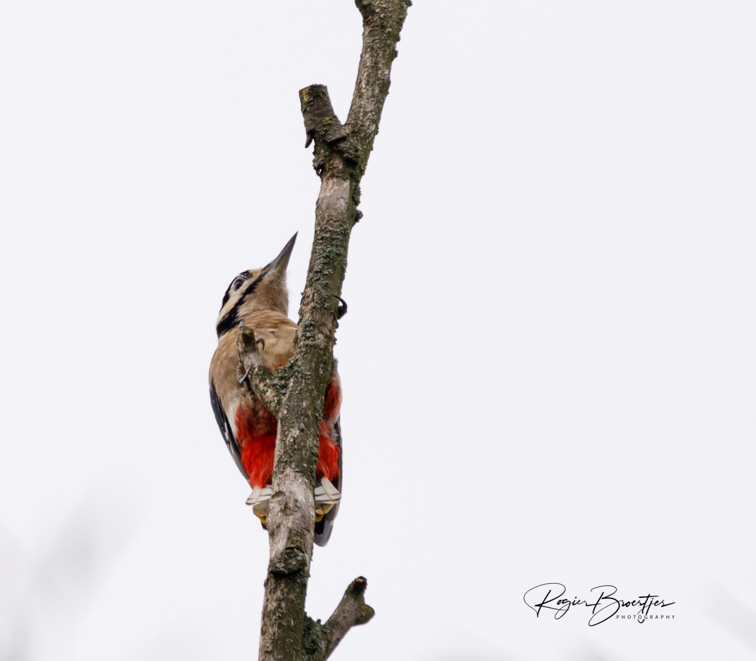 grote-bonte-specht-2