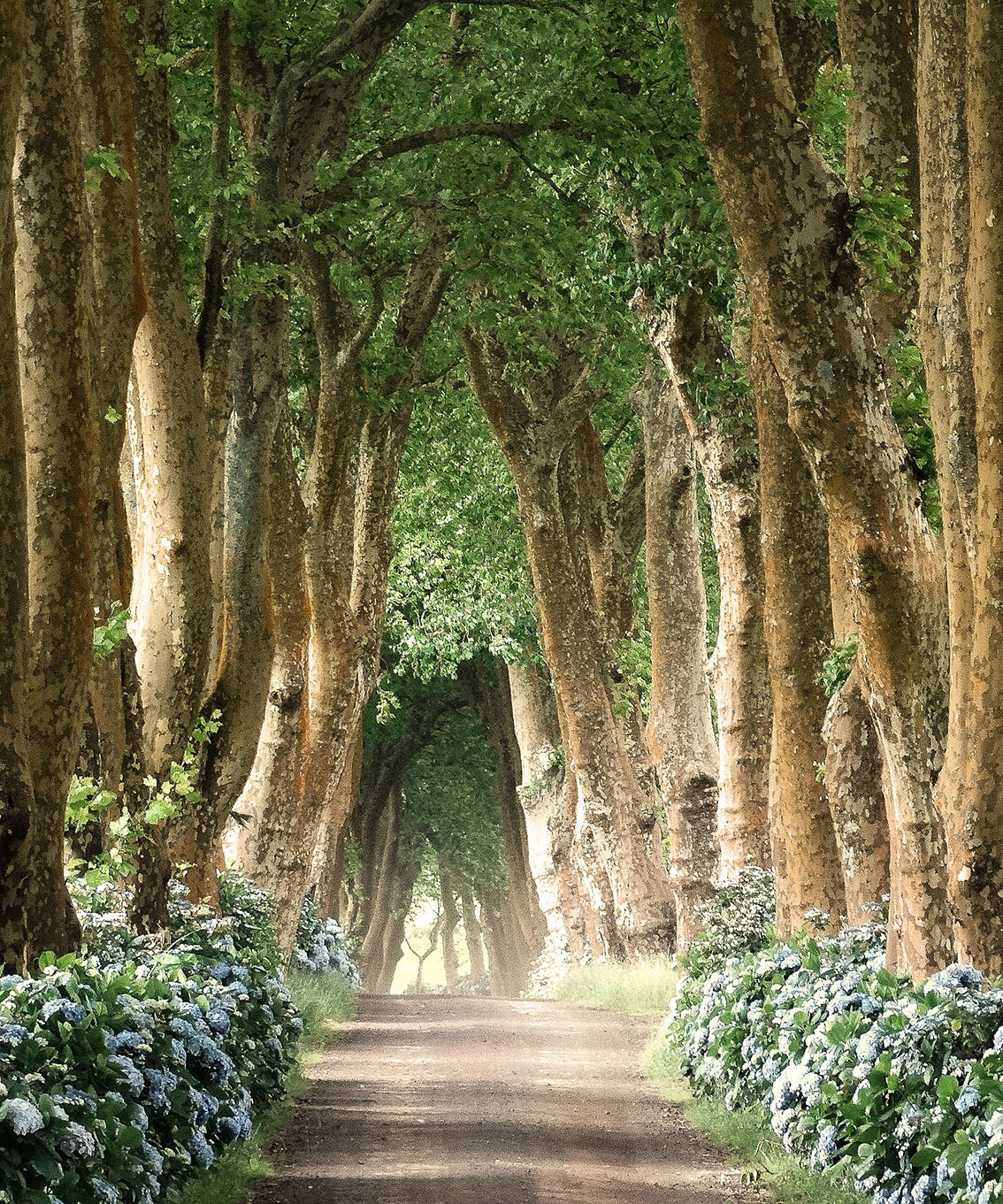 nessa-senhora-dos-remedios