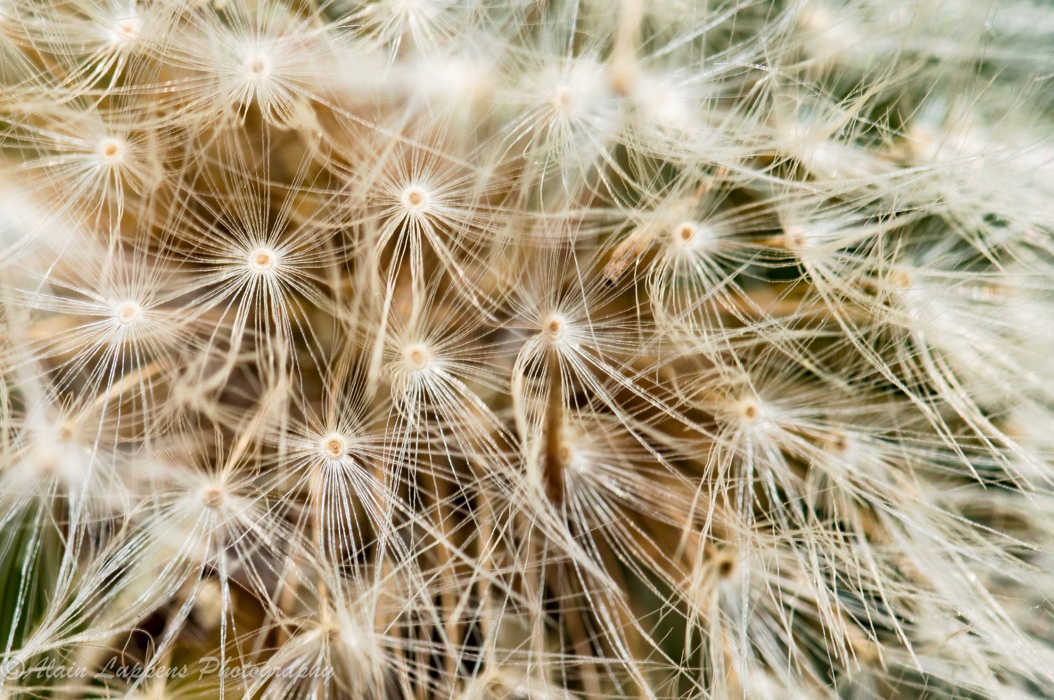 paardenbloem-pluisjes