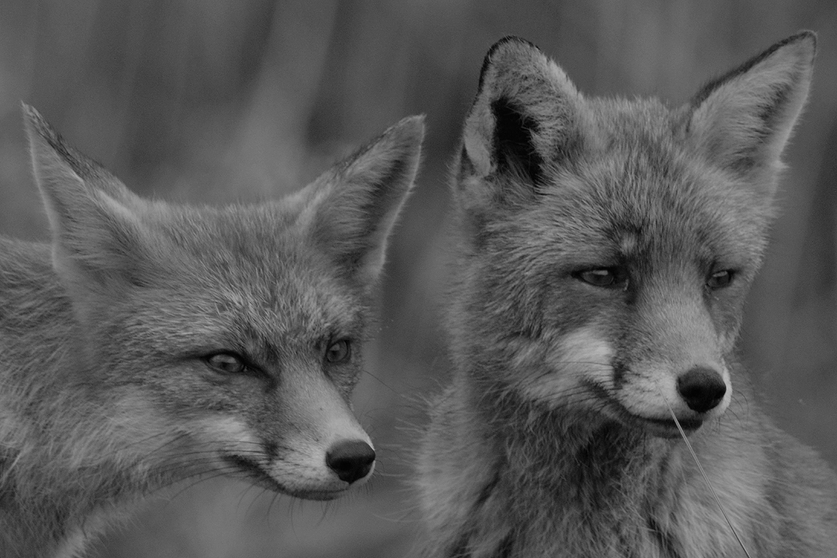 vrienden-voor-het-leven
