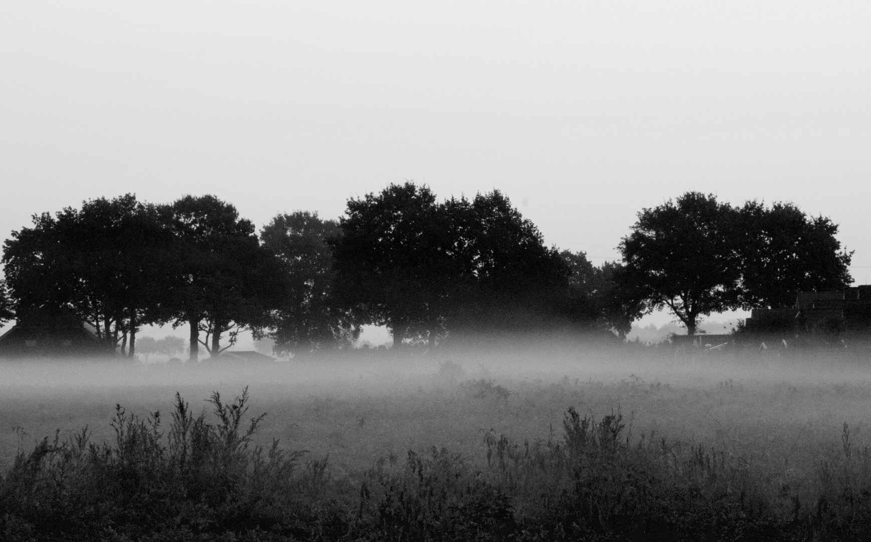 misty-morning-4