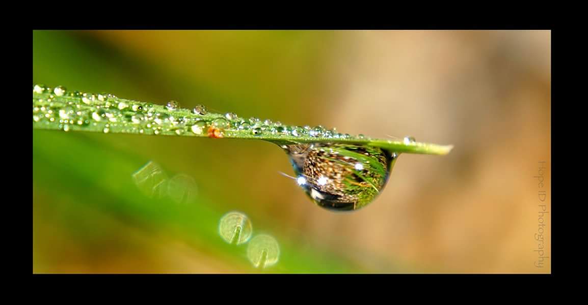 dauwdruppels-op-gras