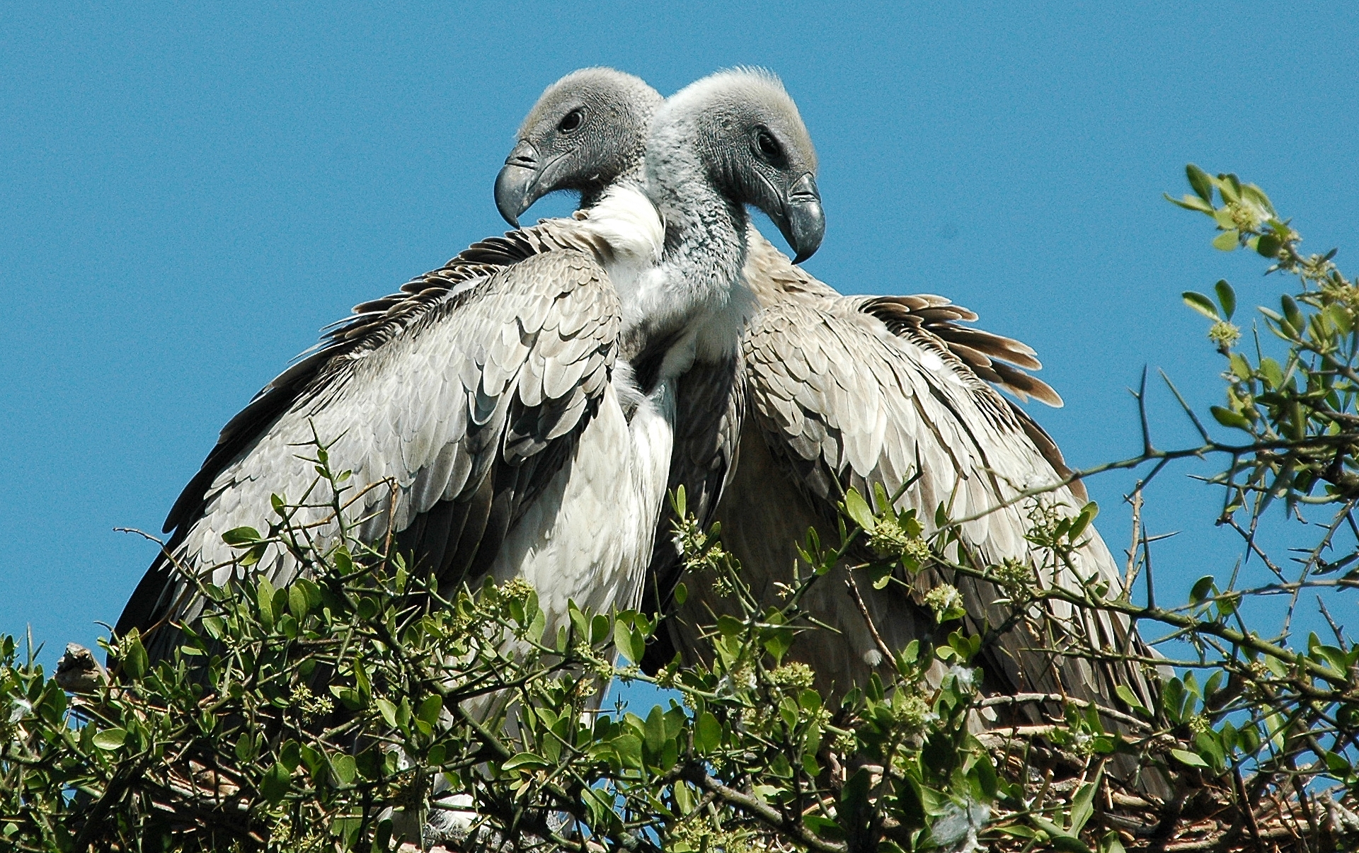weekopdracht-vogels-1