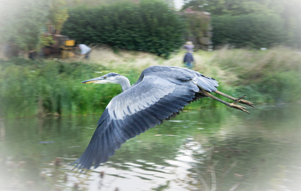 reiger-2