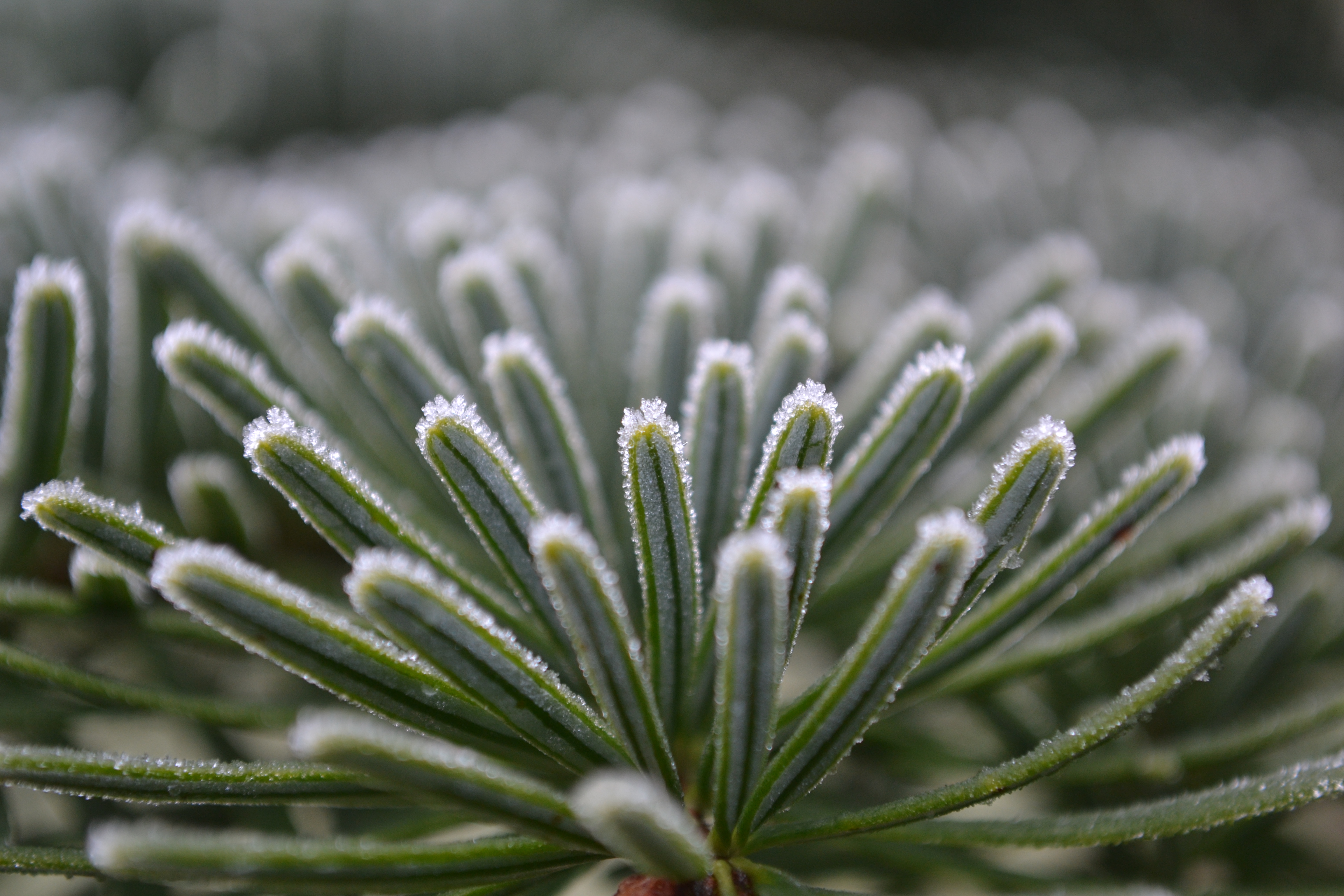 green-with-a-touch-of-winter
