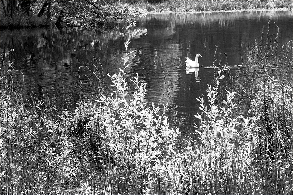 kinderboerij-kiewit-eenzame-zwaan