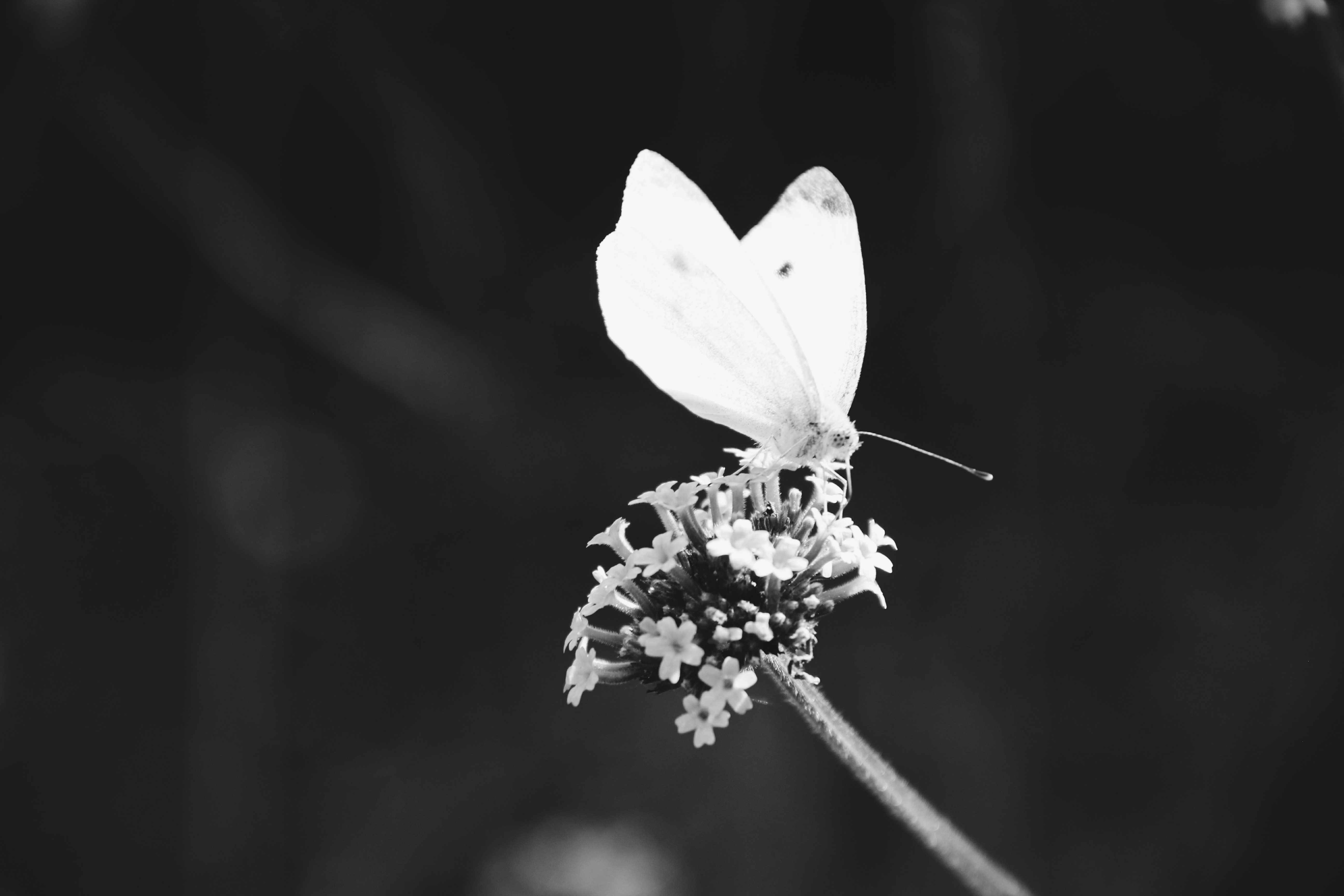 butterfly-3