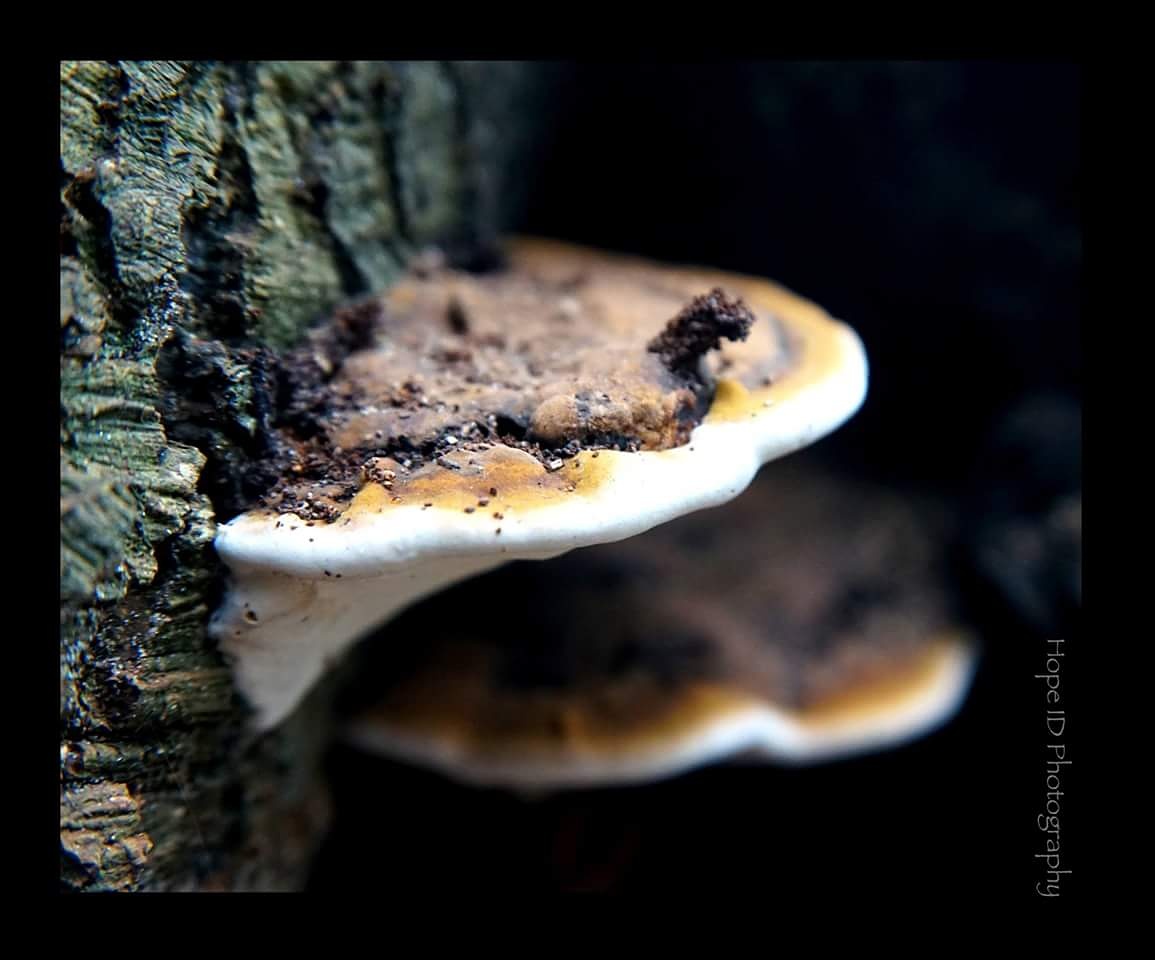 eerste-zwam-deze-herfst