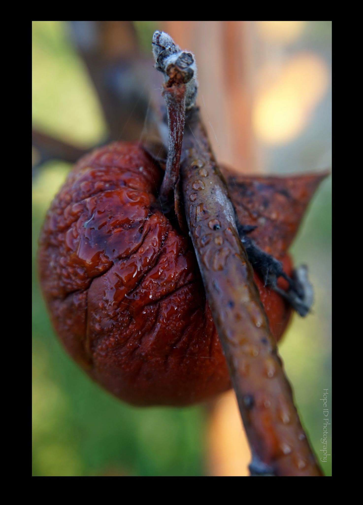 appeltje-blijft-hangen