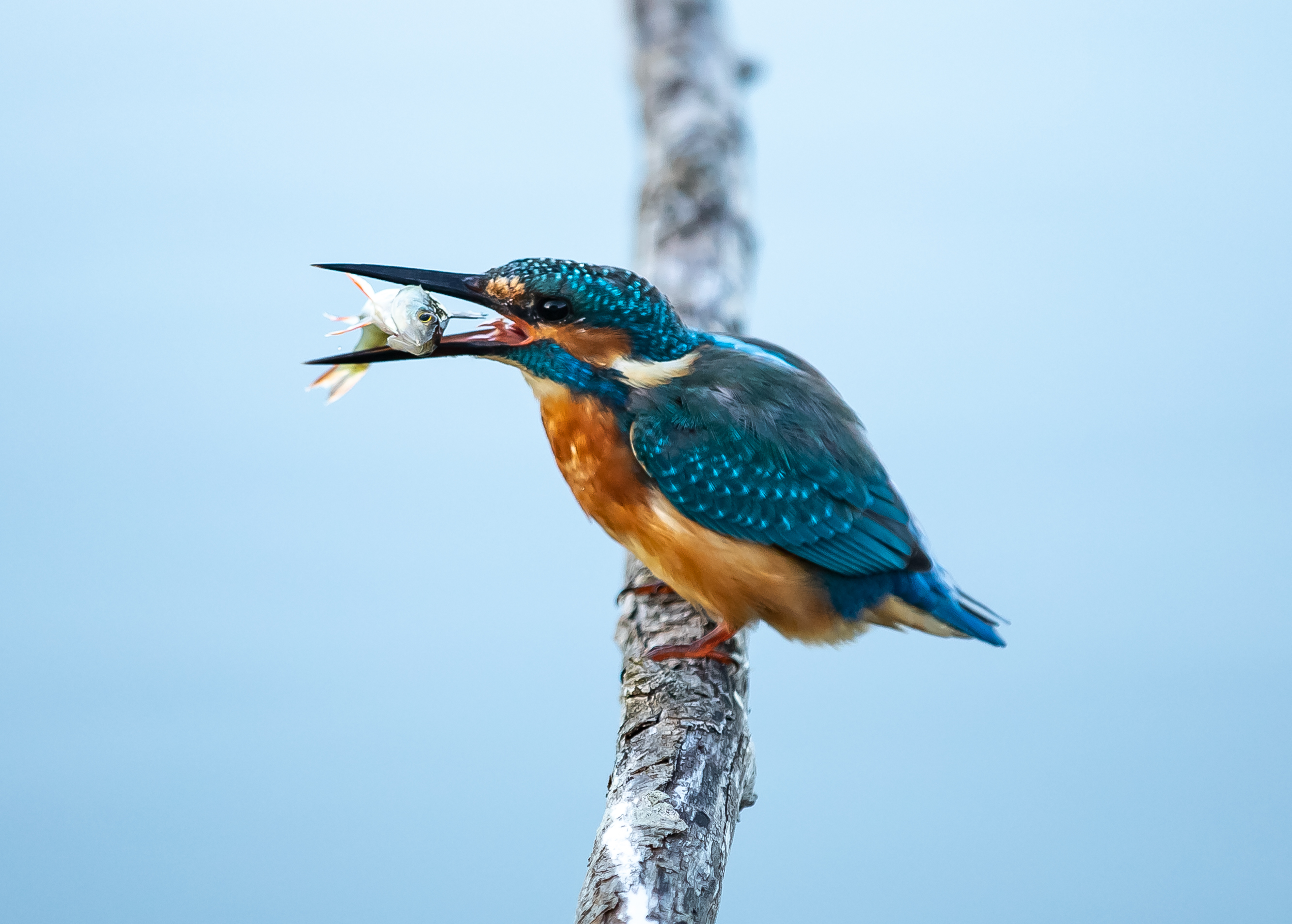 ijsvogel-met-visje-2