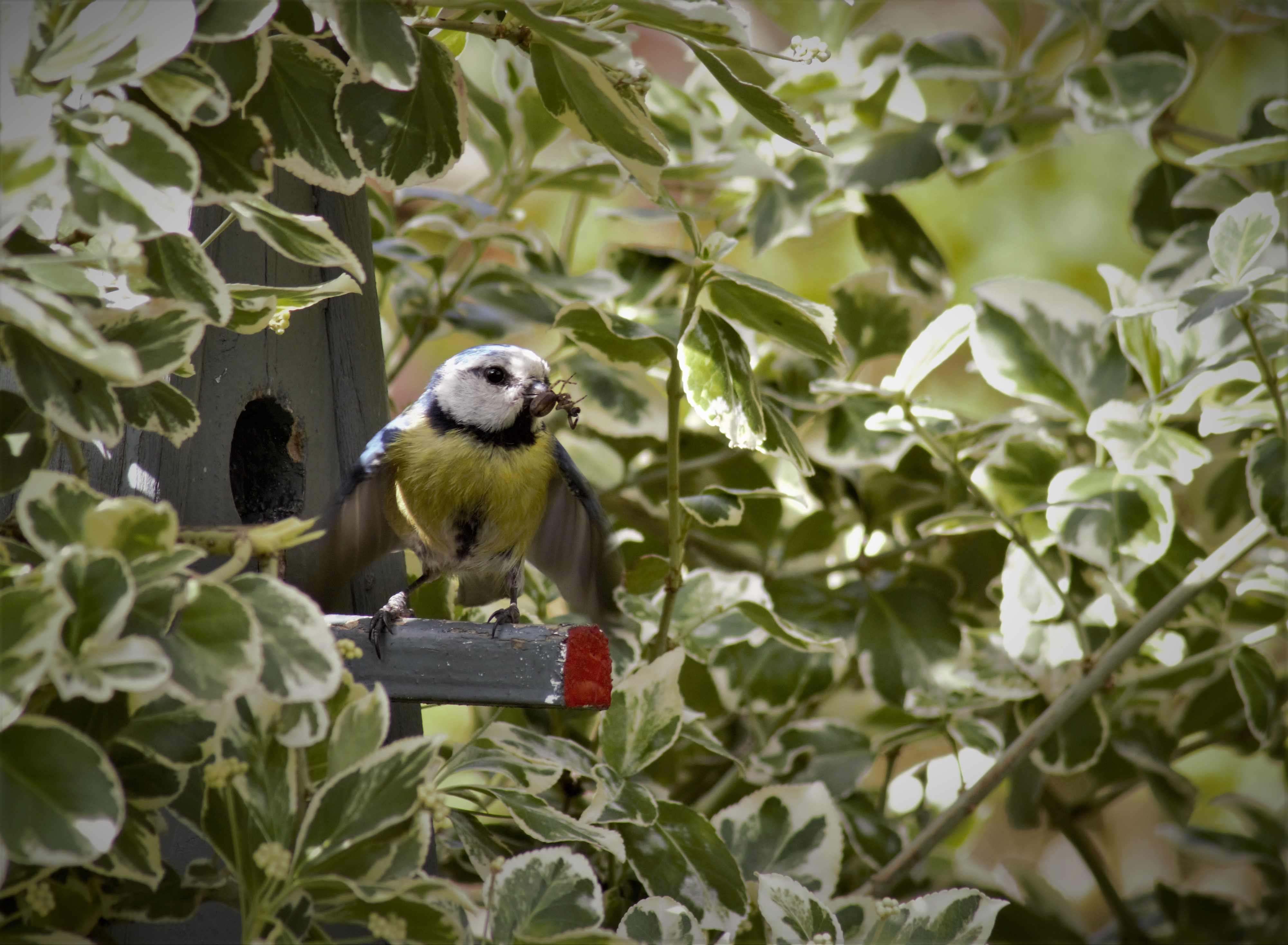 het-pimpelmeesje-klaar-voor-de-jonge-vogels-te-voeren