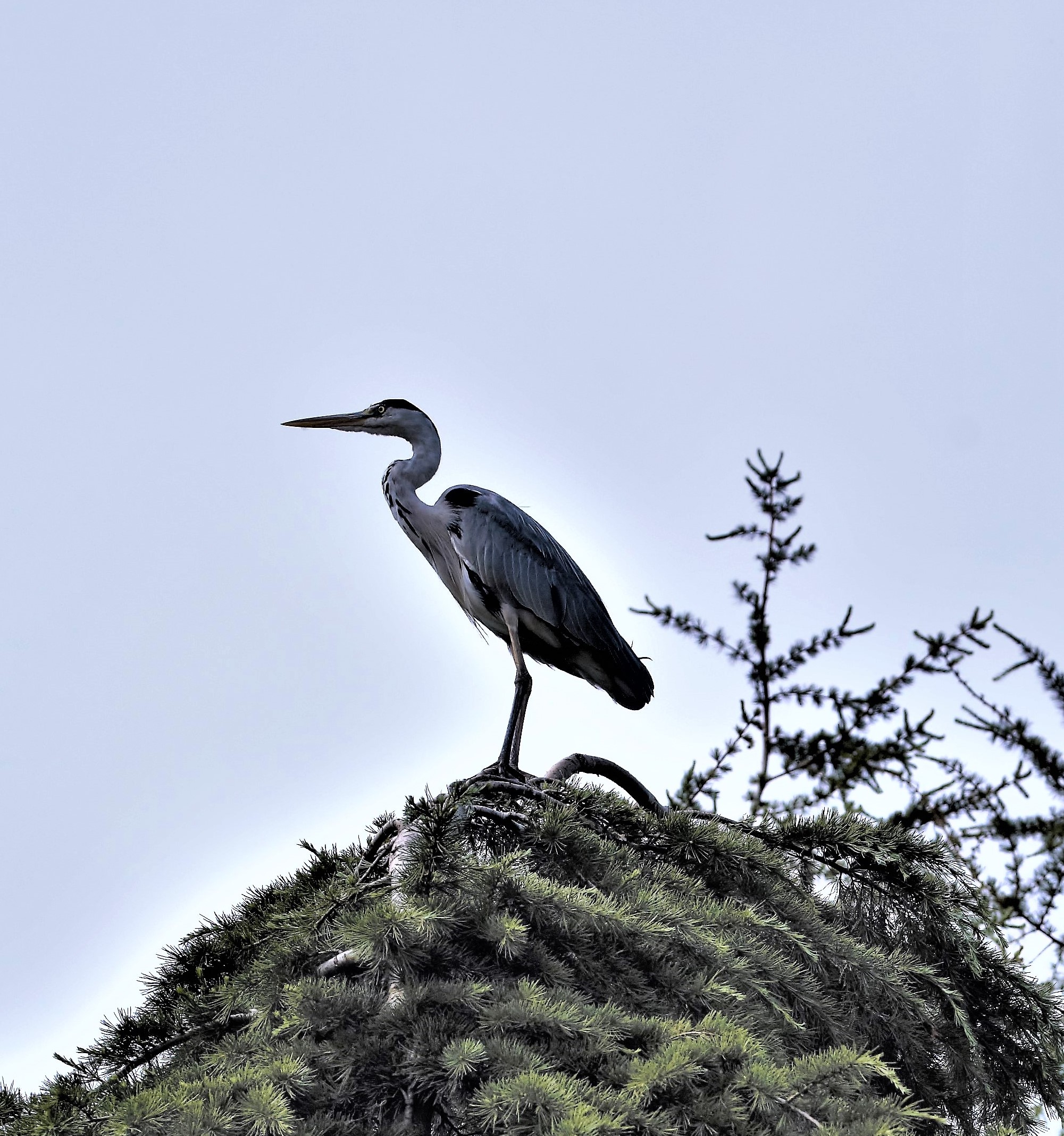 reiger-op-de-uitkijk