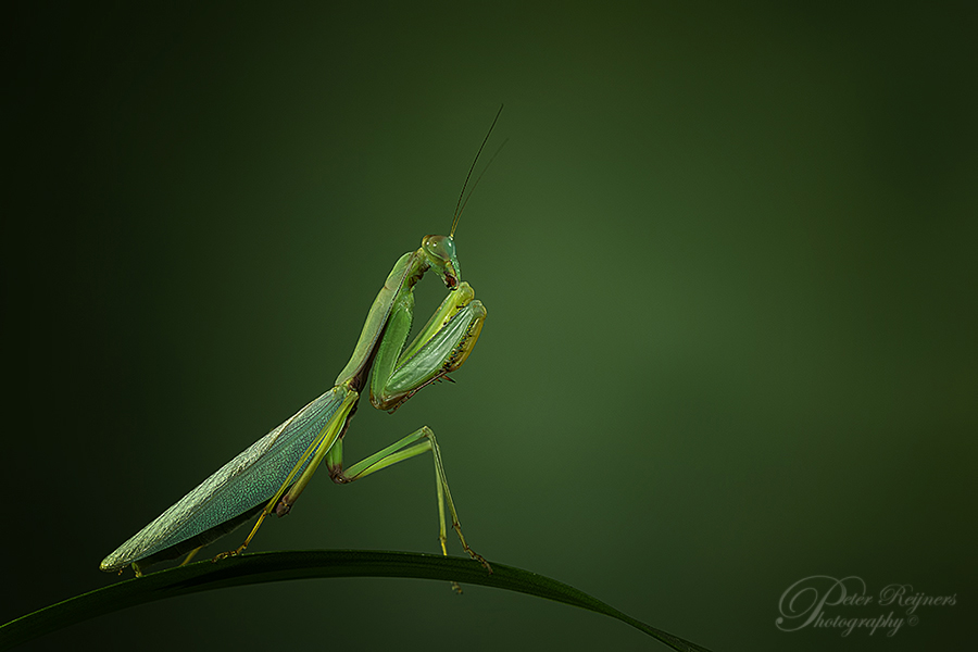 the-mantis