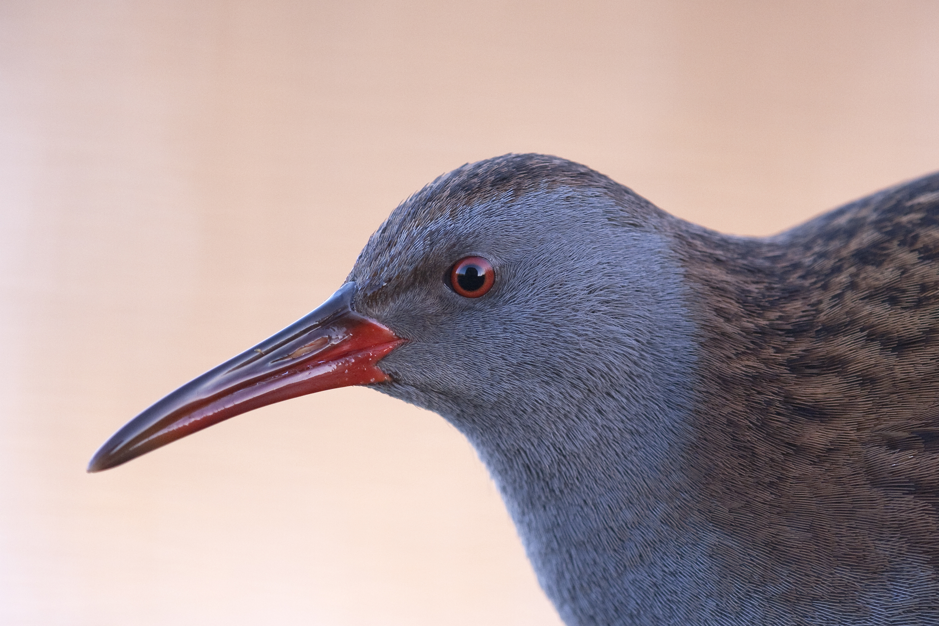 vogels-close-encounter