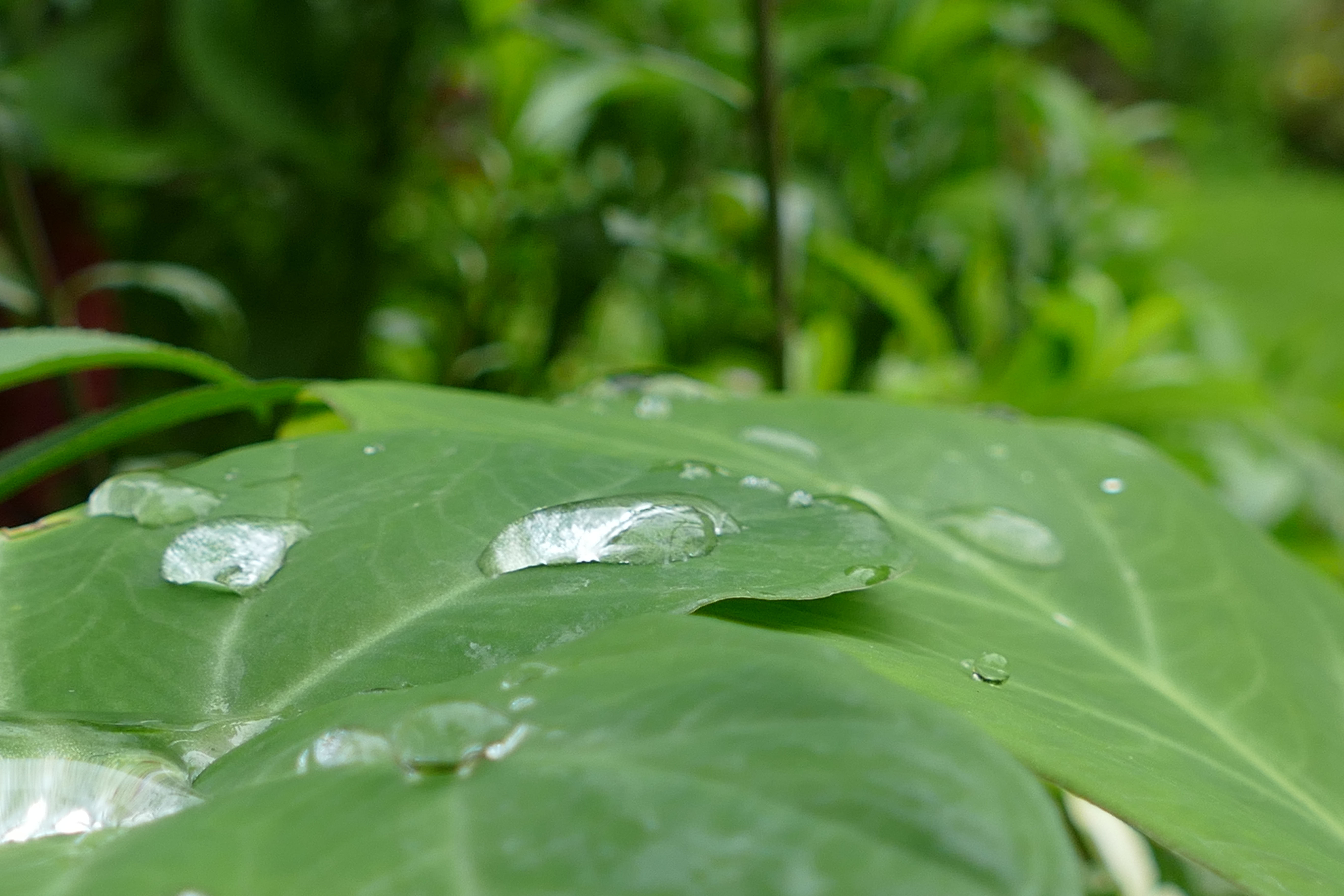 druppels-op-het-blad