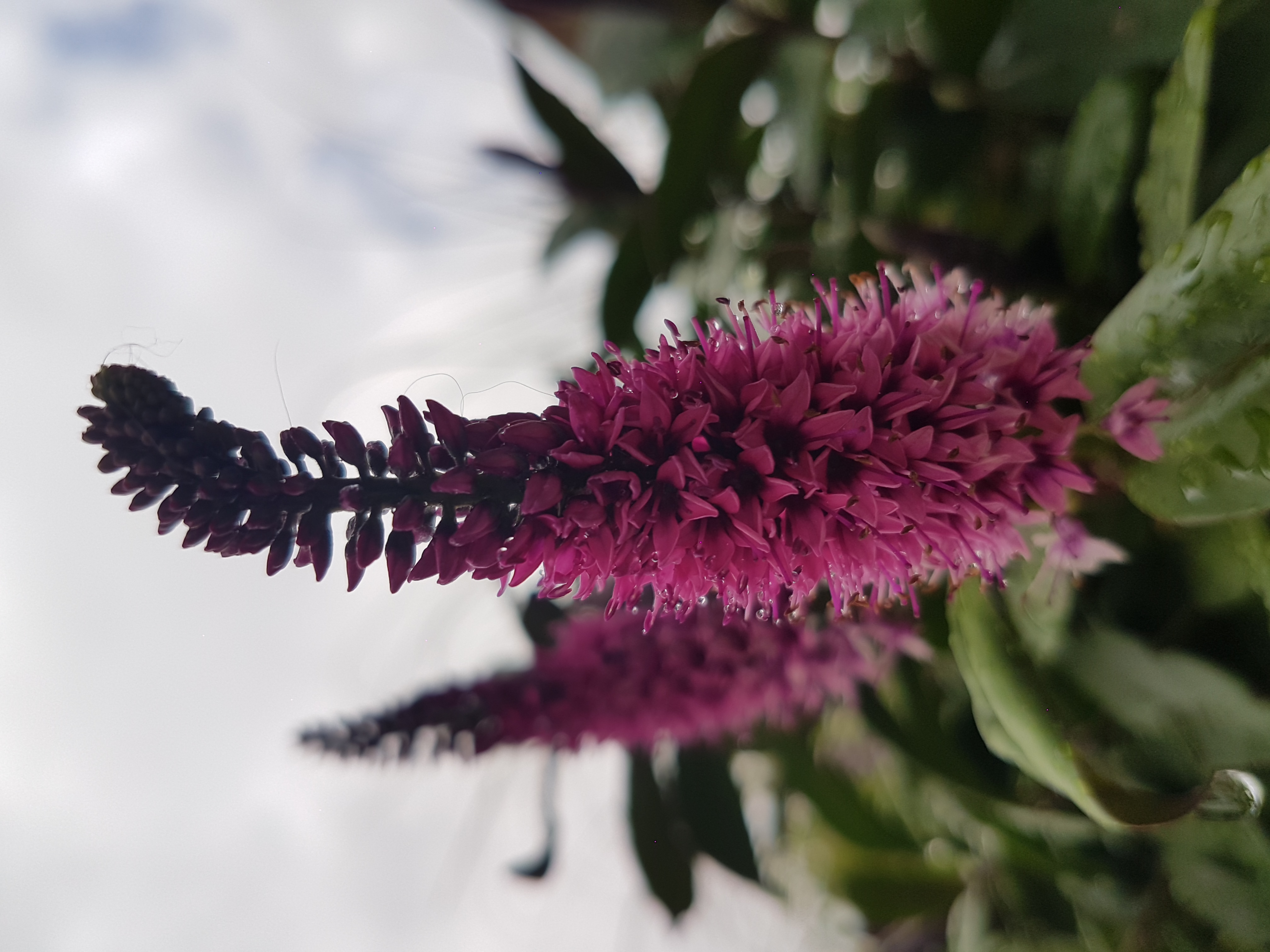 laatste-restje-zomer