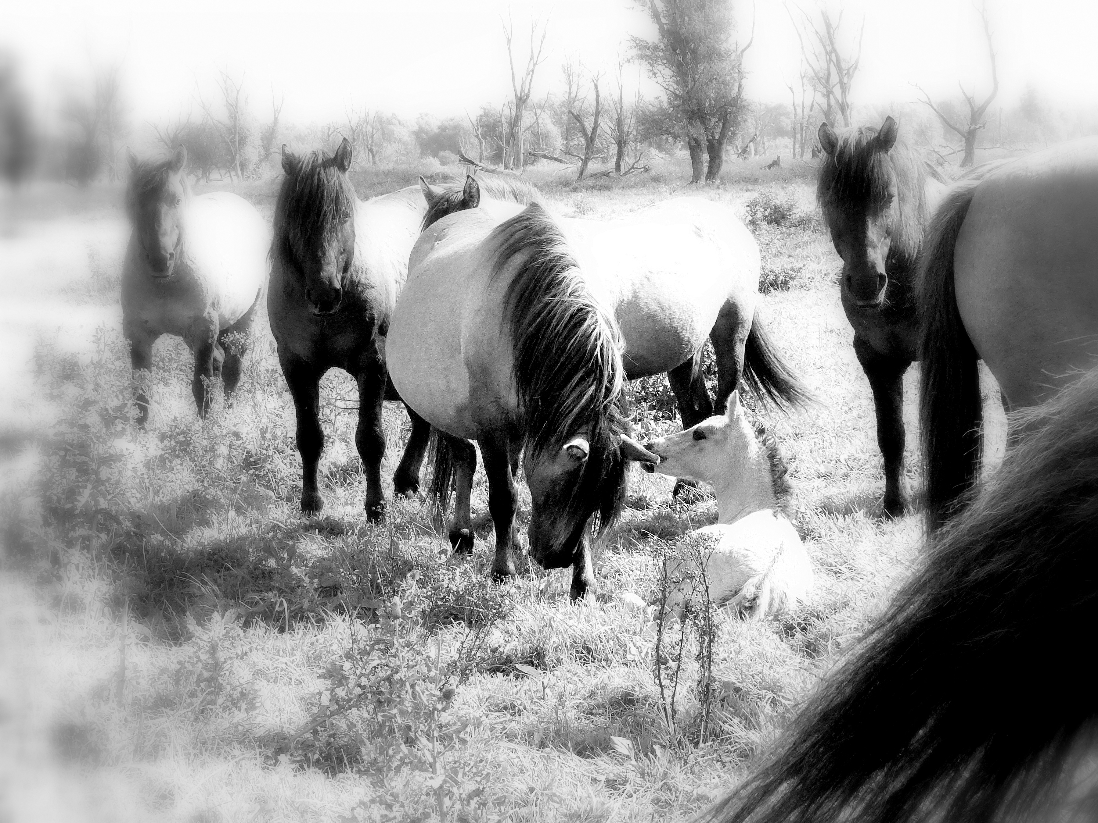 koniksmerrie-met-veulen-en-bewaking-vd-rest-vd-fam