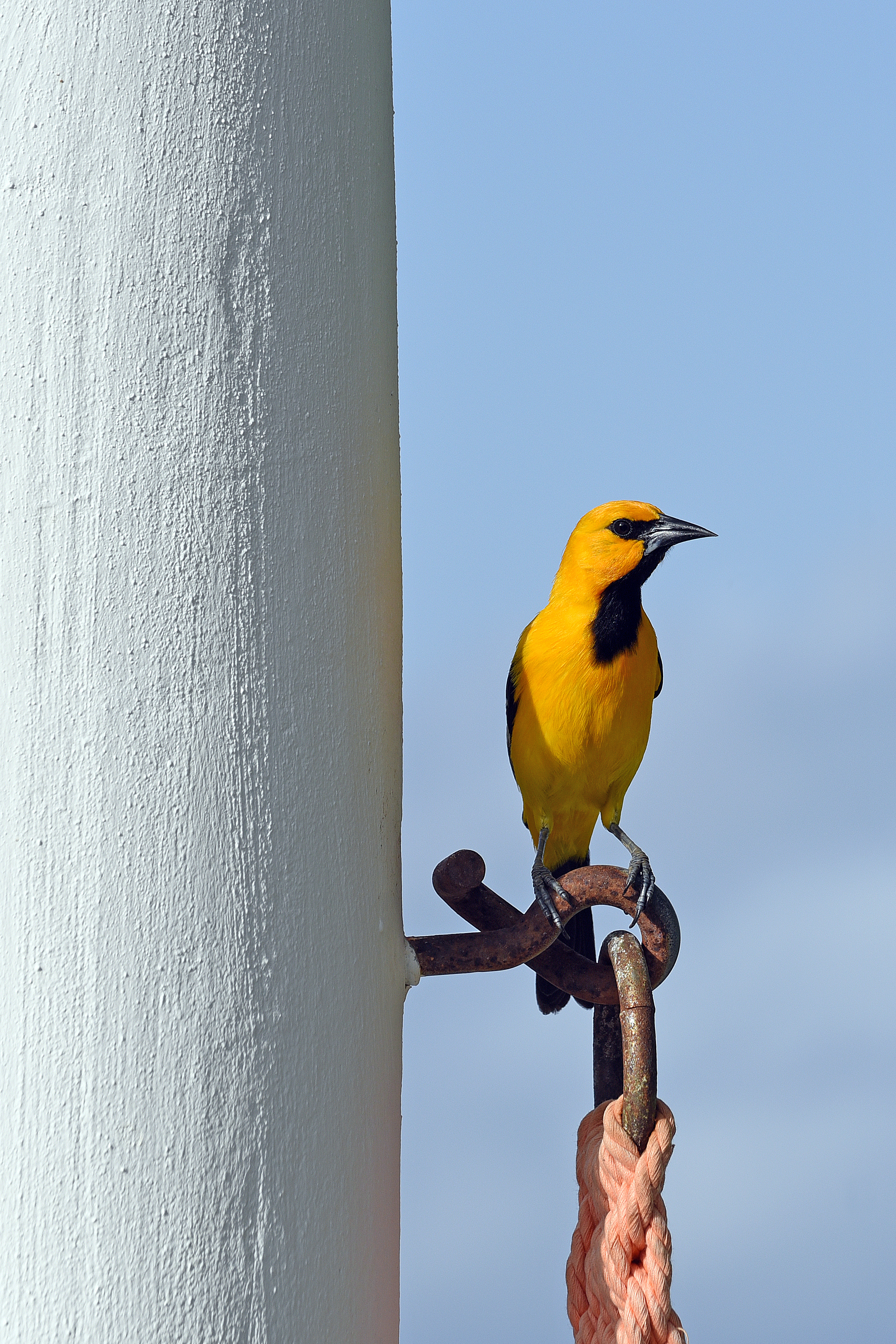 yellow-bird