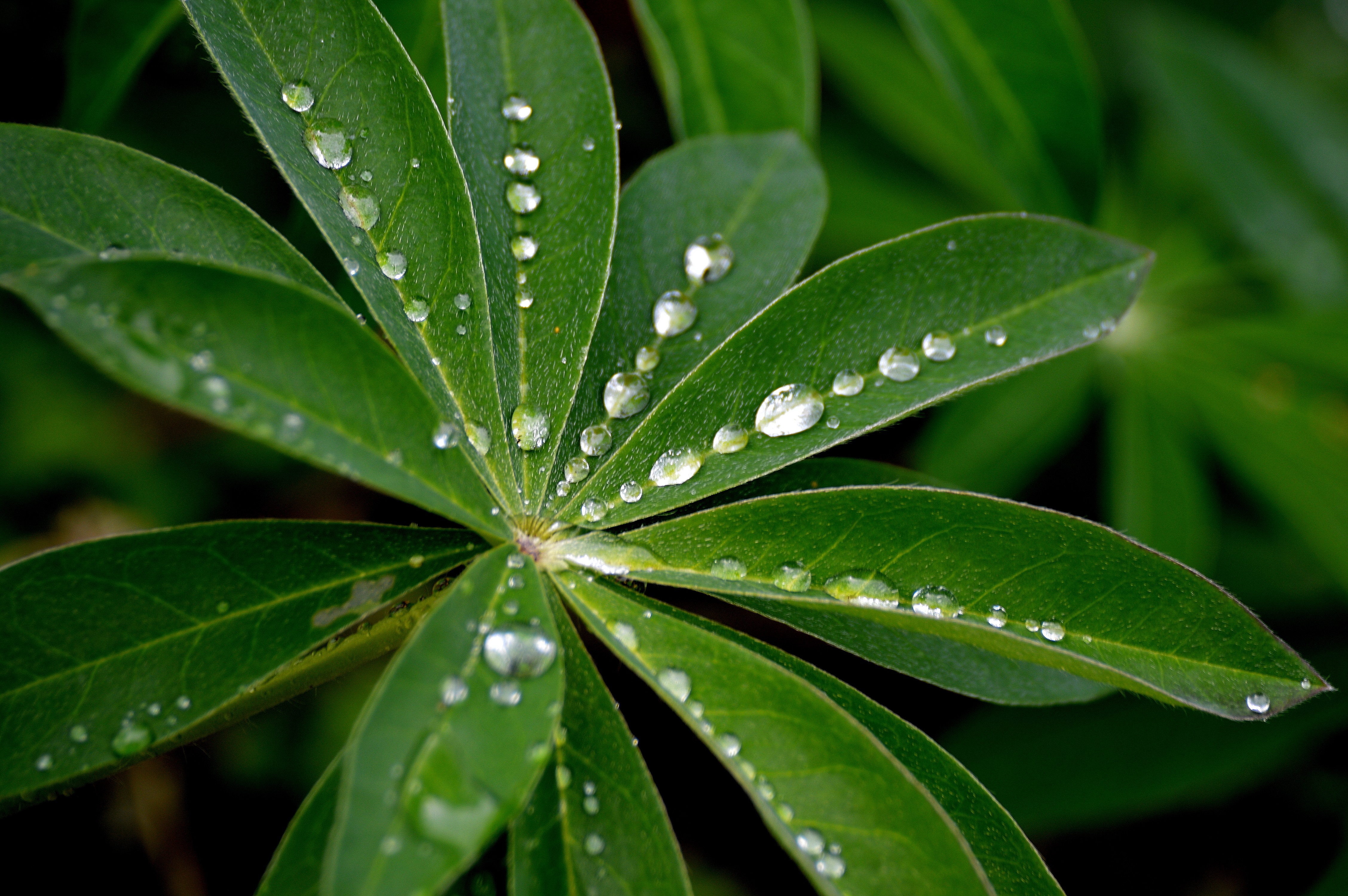 waterdruppels-lijken-net-diamantjes