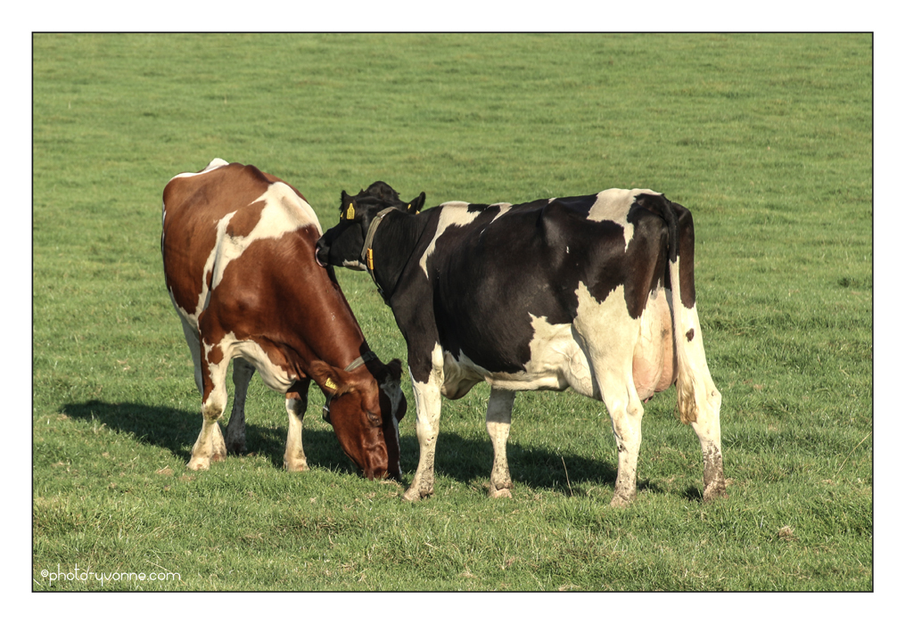 koeien-2