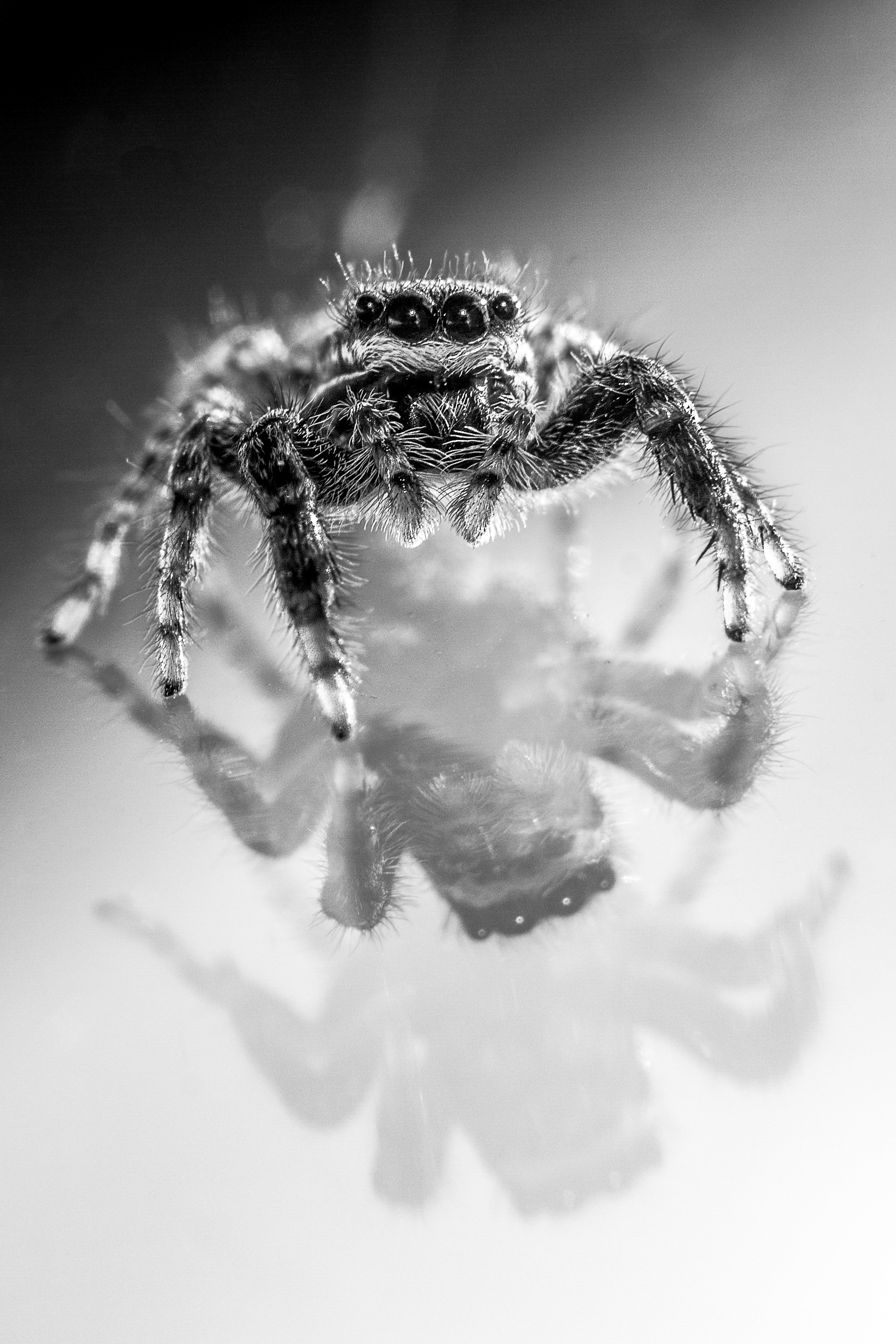 reflectie-van-een-spin-op-raam