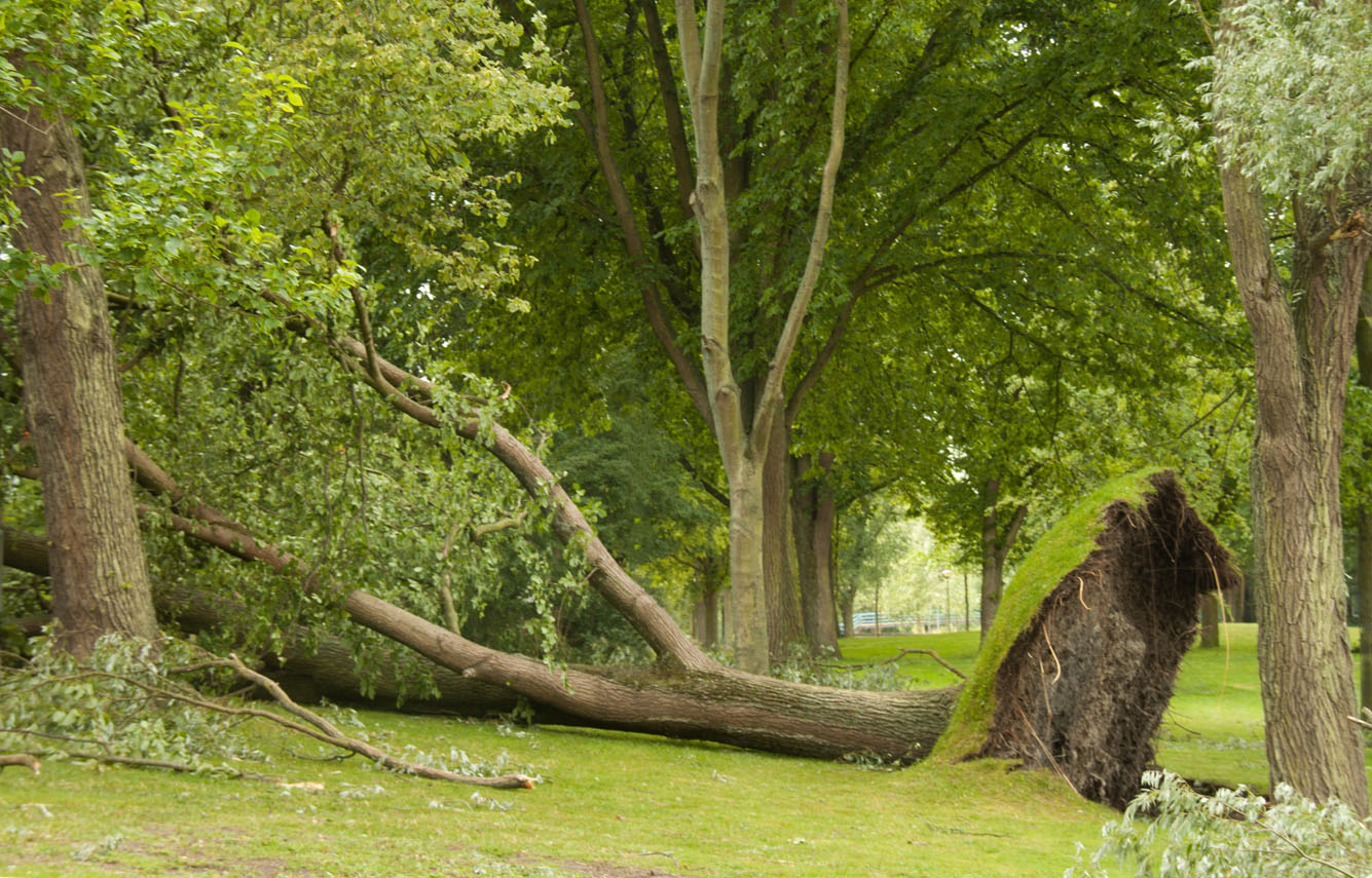 geveld-door-de-storm