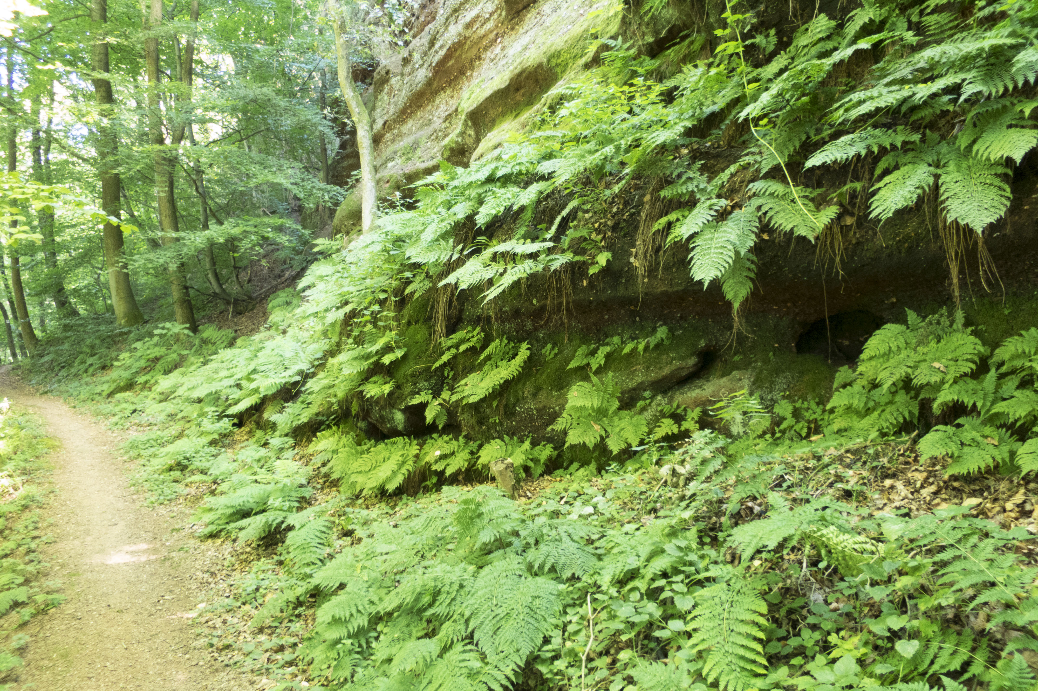 wandelen-tussen-de-groene-varens