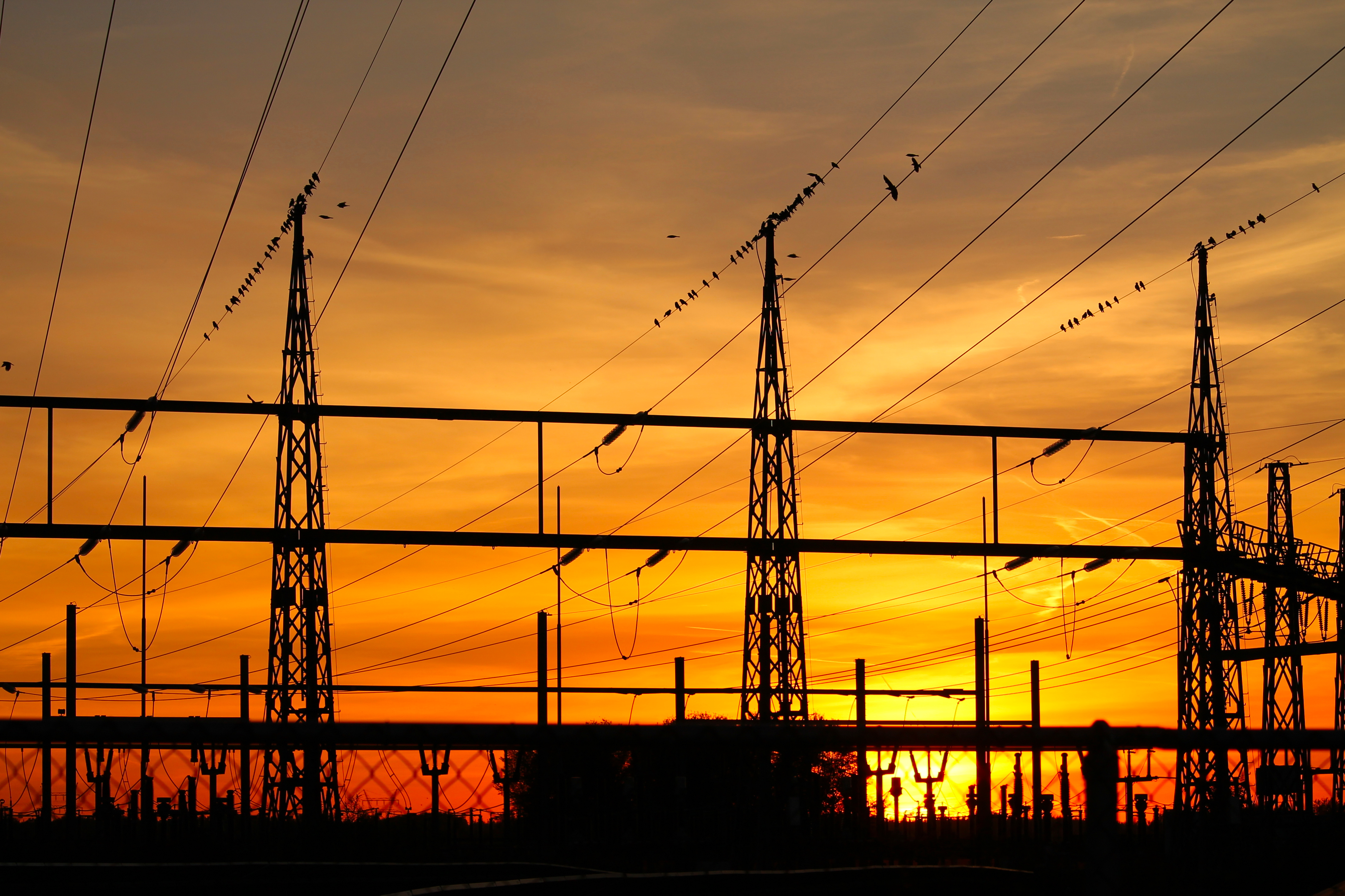 een-hoop-lijnen-en-vogels