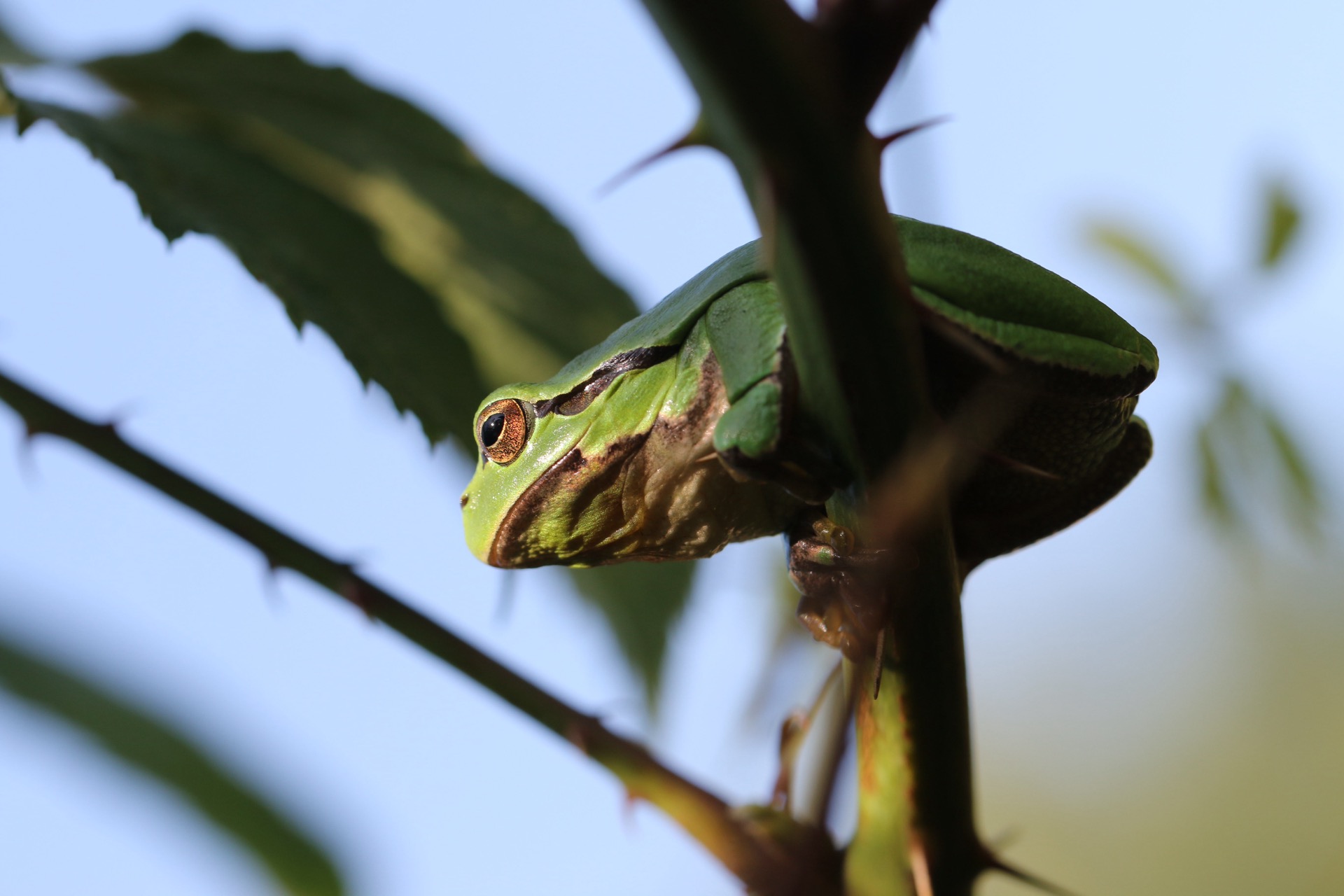 volwassen-boomkikker-te-zolder-belgi%C3%AB