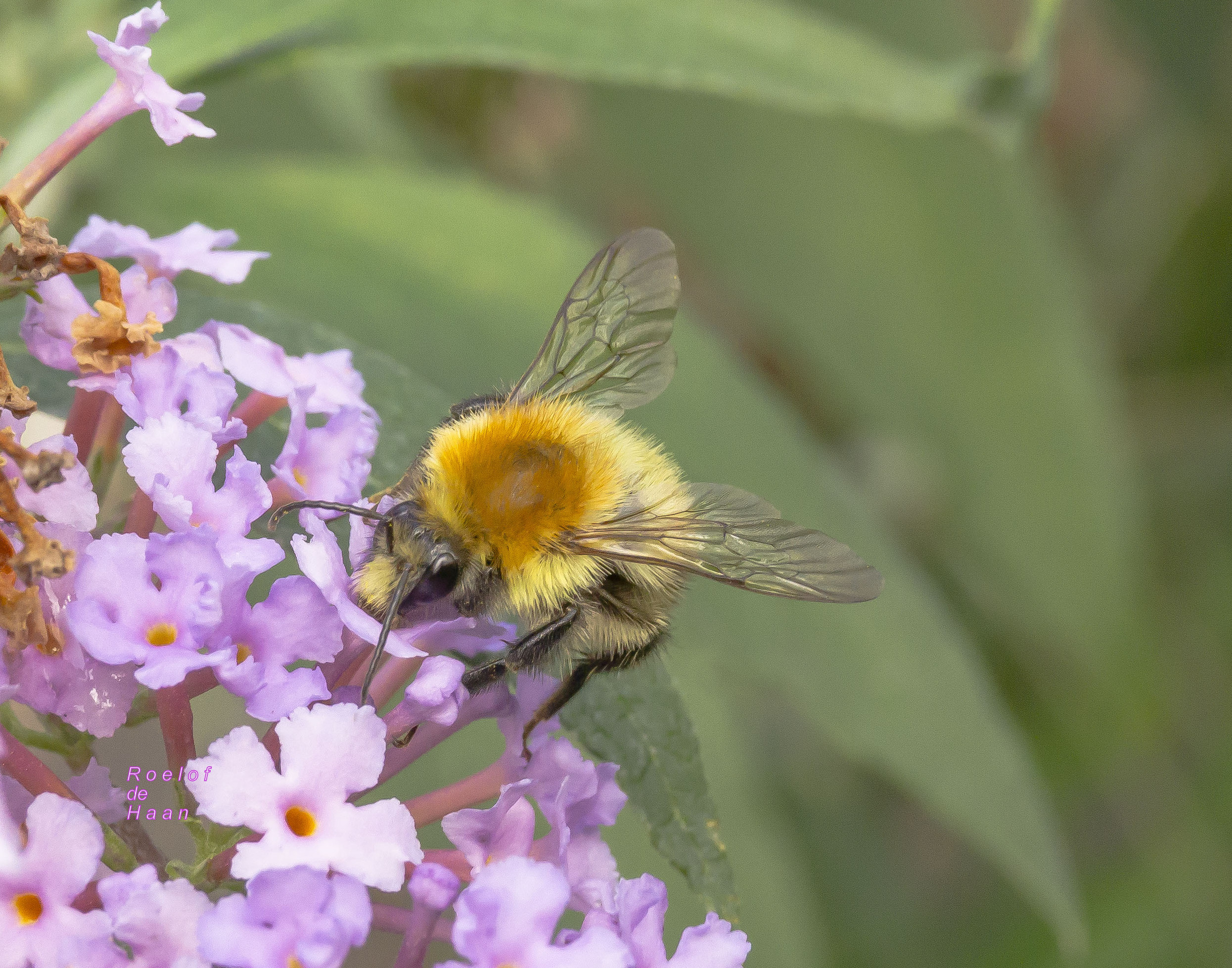 akkerhommel-kijkt-in-de-lens