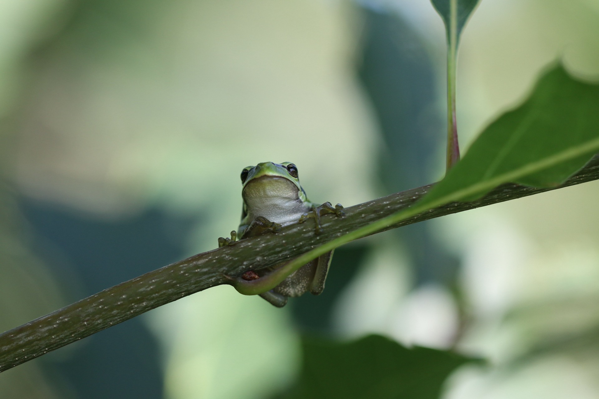 boomkikker-te-zolder-belgi%C3%AB