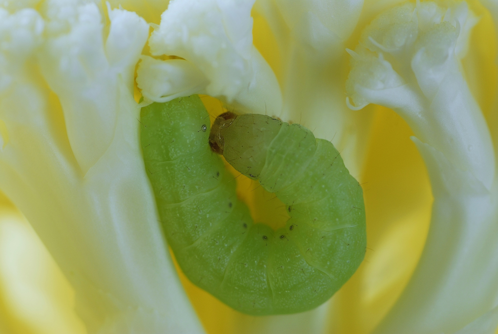 koolwitje-in-bloemkool