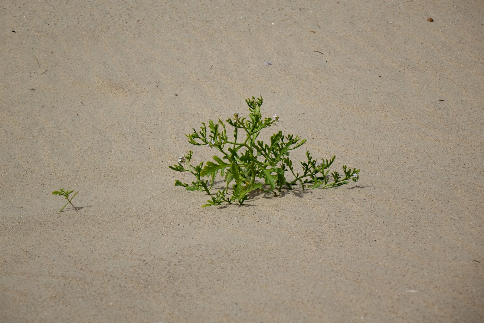 plant-in-zand