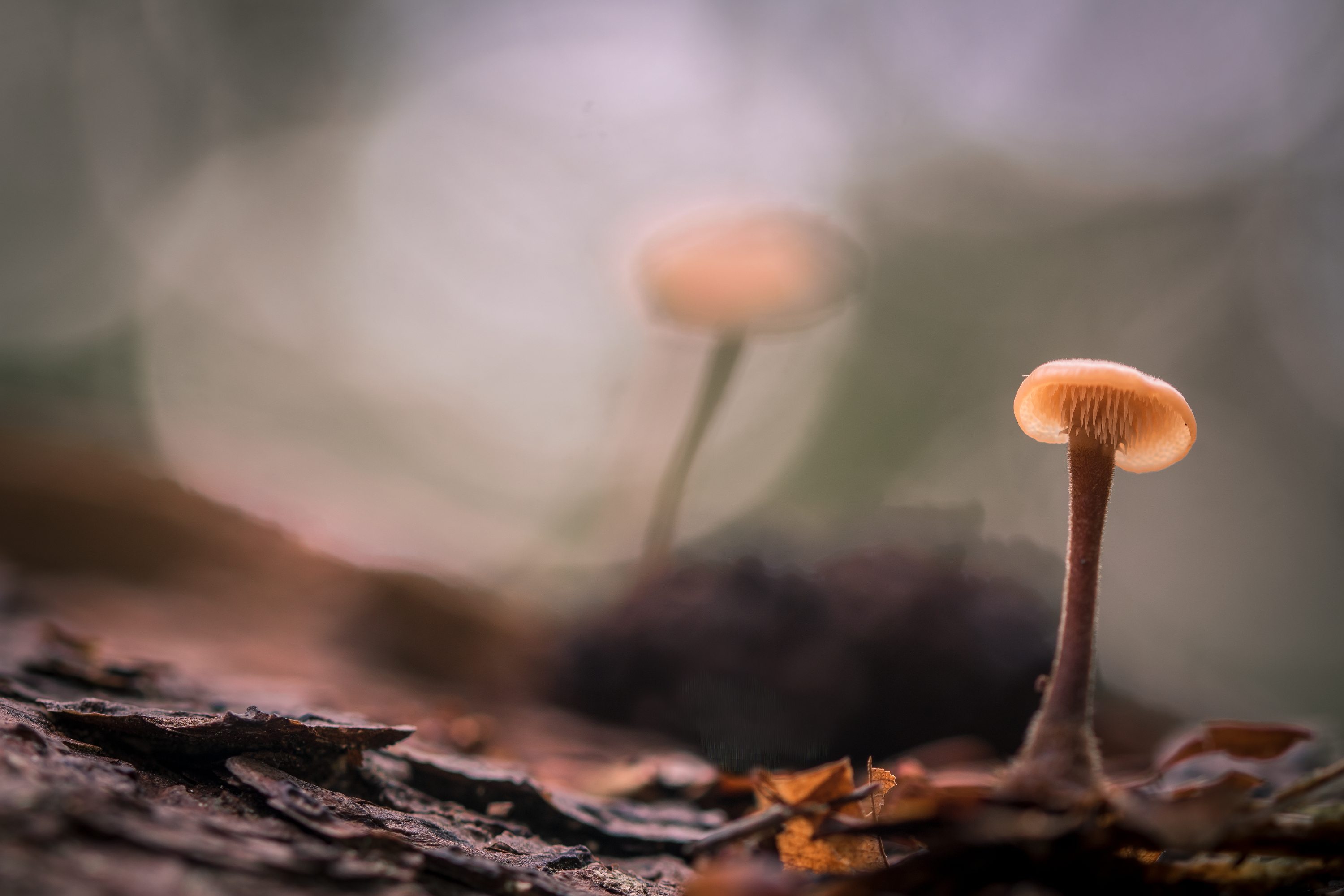 silhouet-als-een-echo-in-de-verte