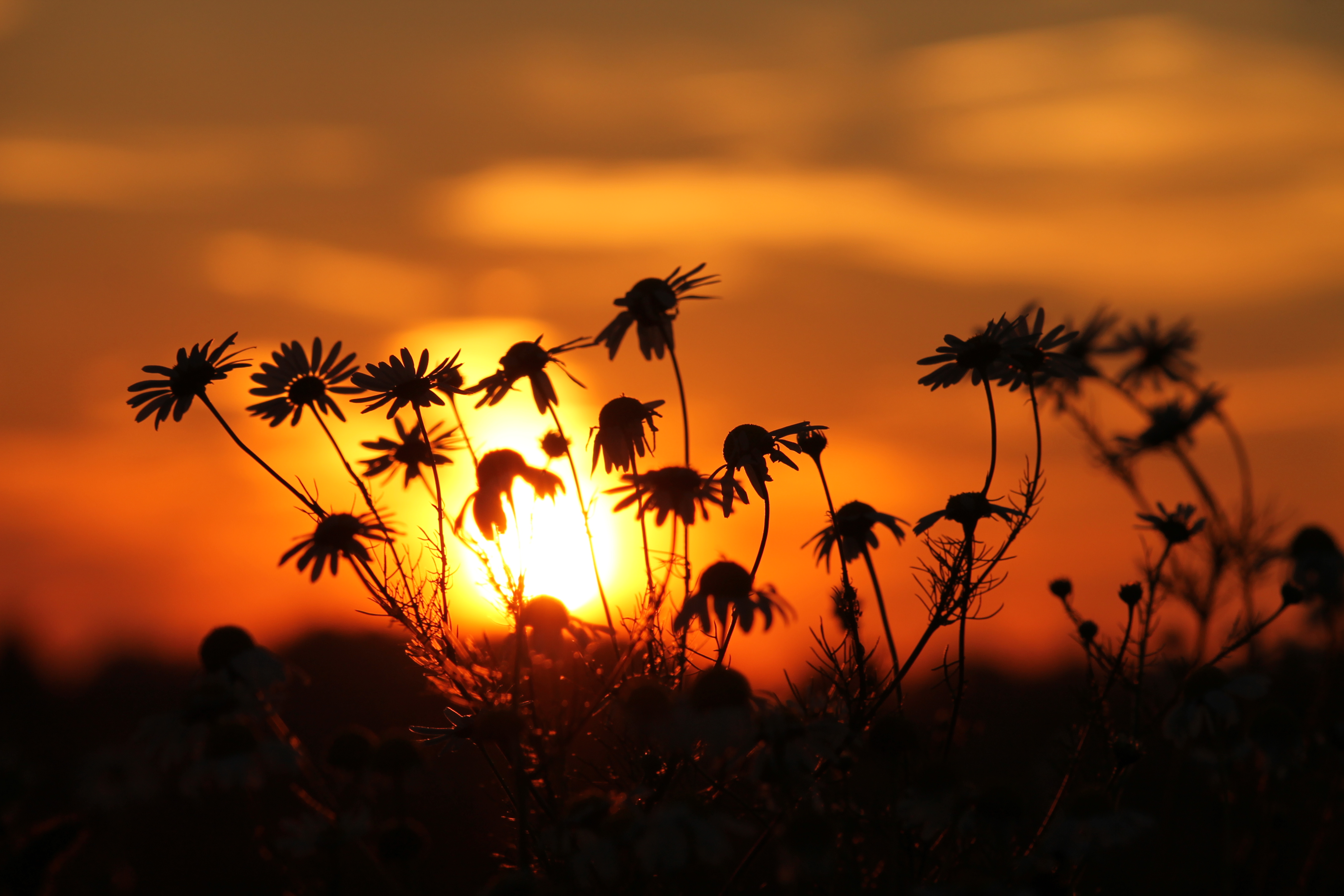 kamille-zonsondergang