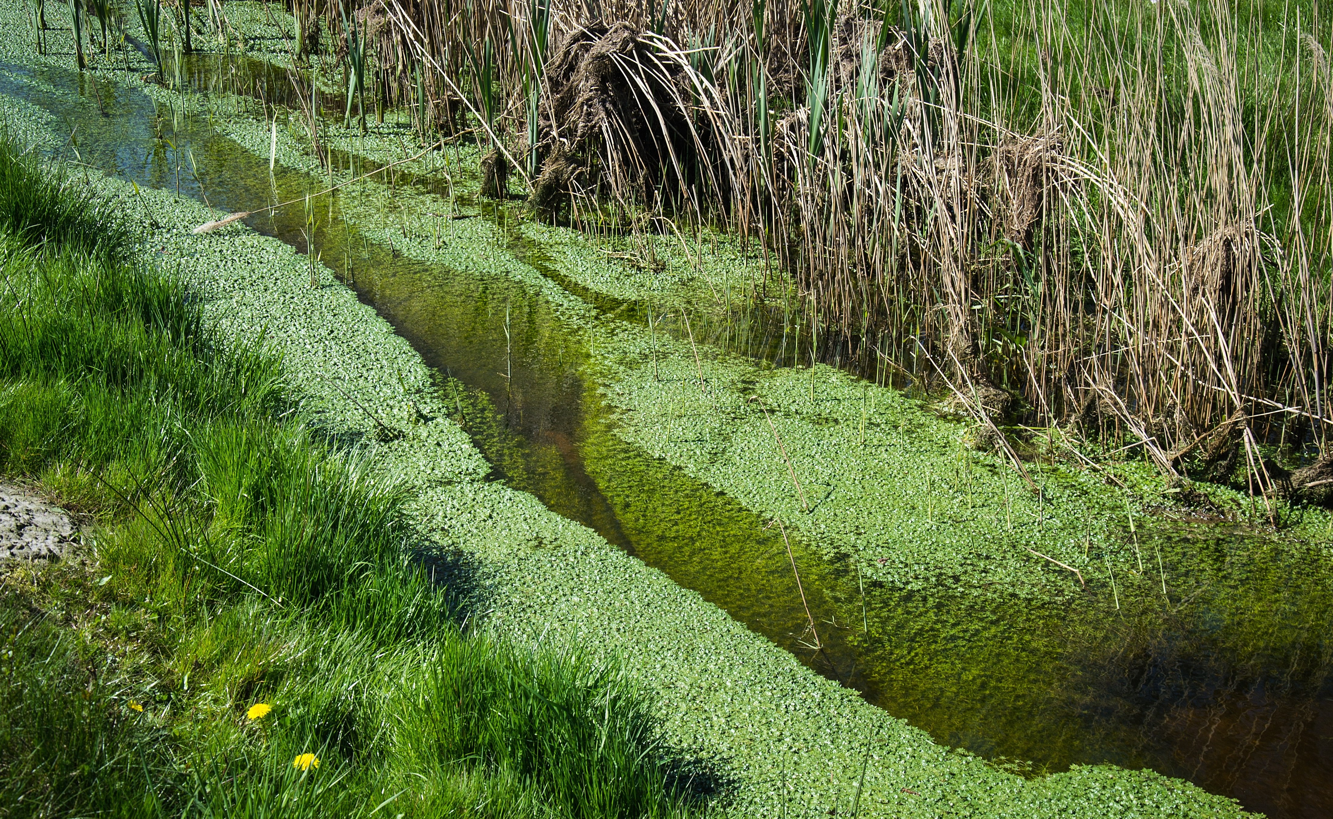 rustgevend-groen-en-helder-beekje