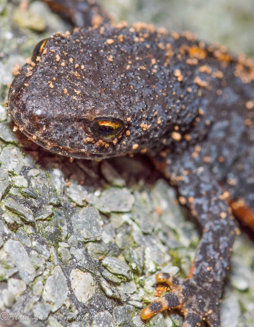 alpenwatersalamander-mannetje-landfase-0