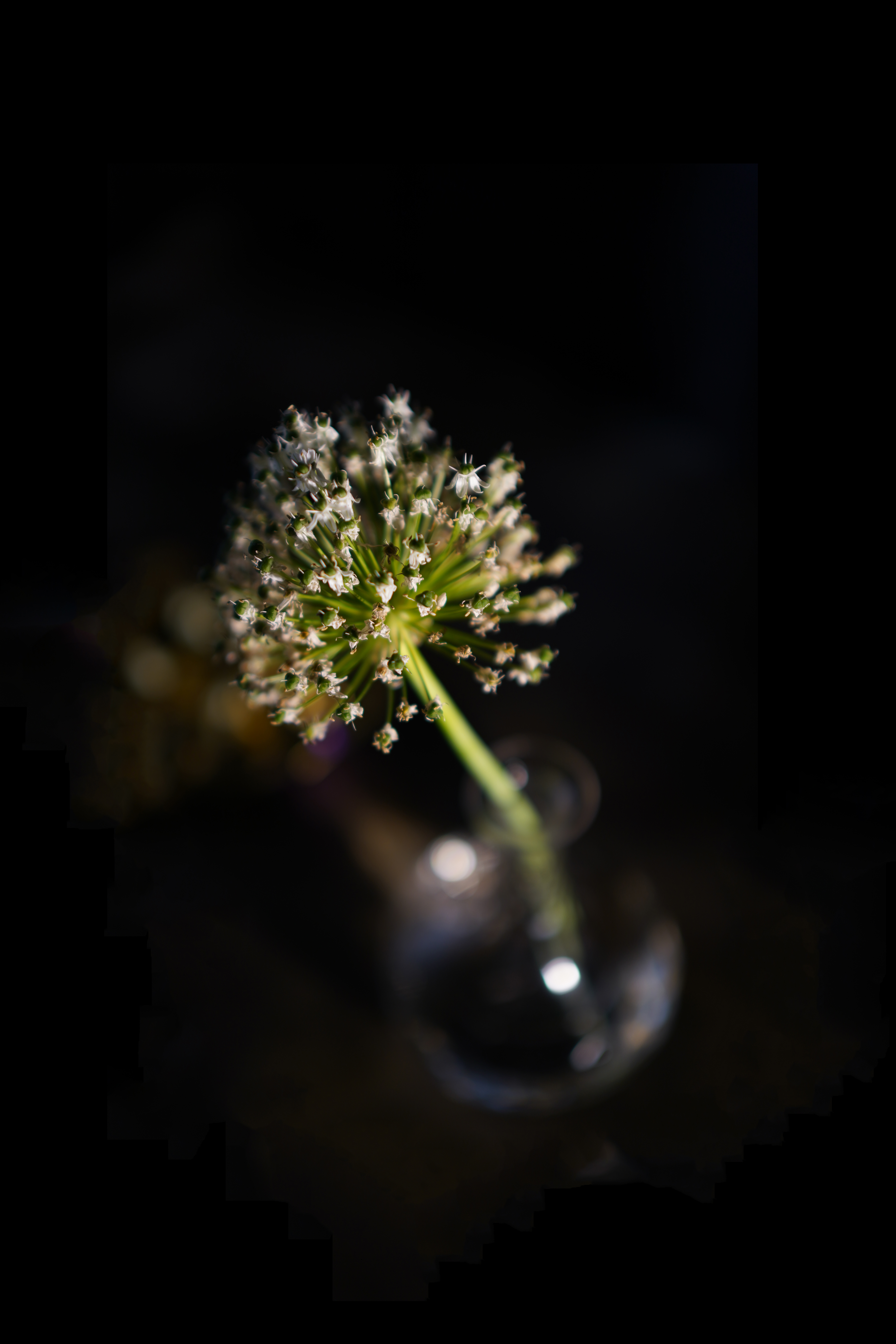 allium