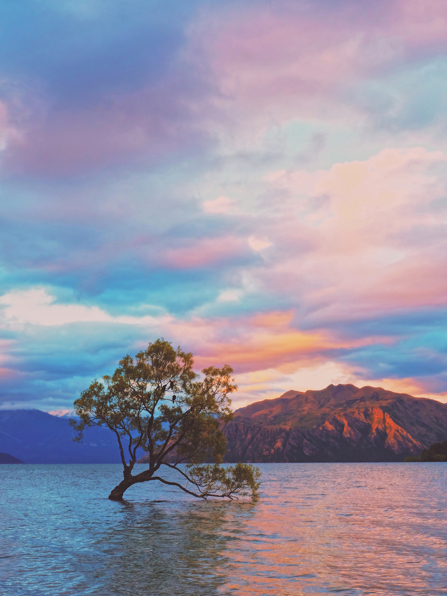 what-a-tree-what-a-sunset-what-a-night