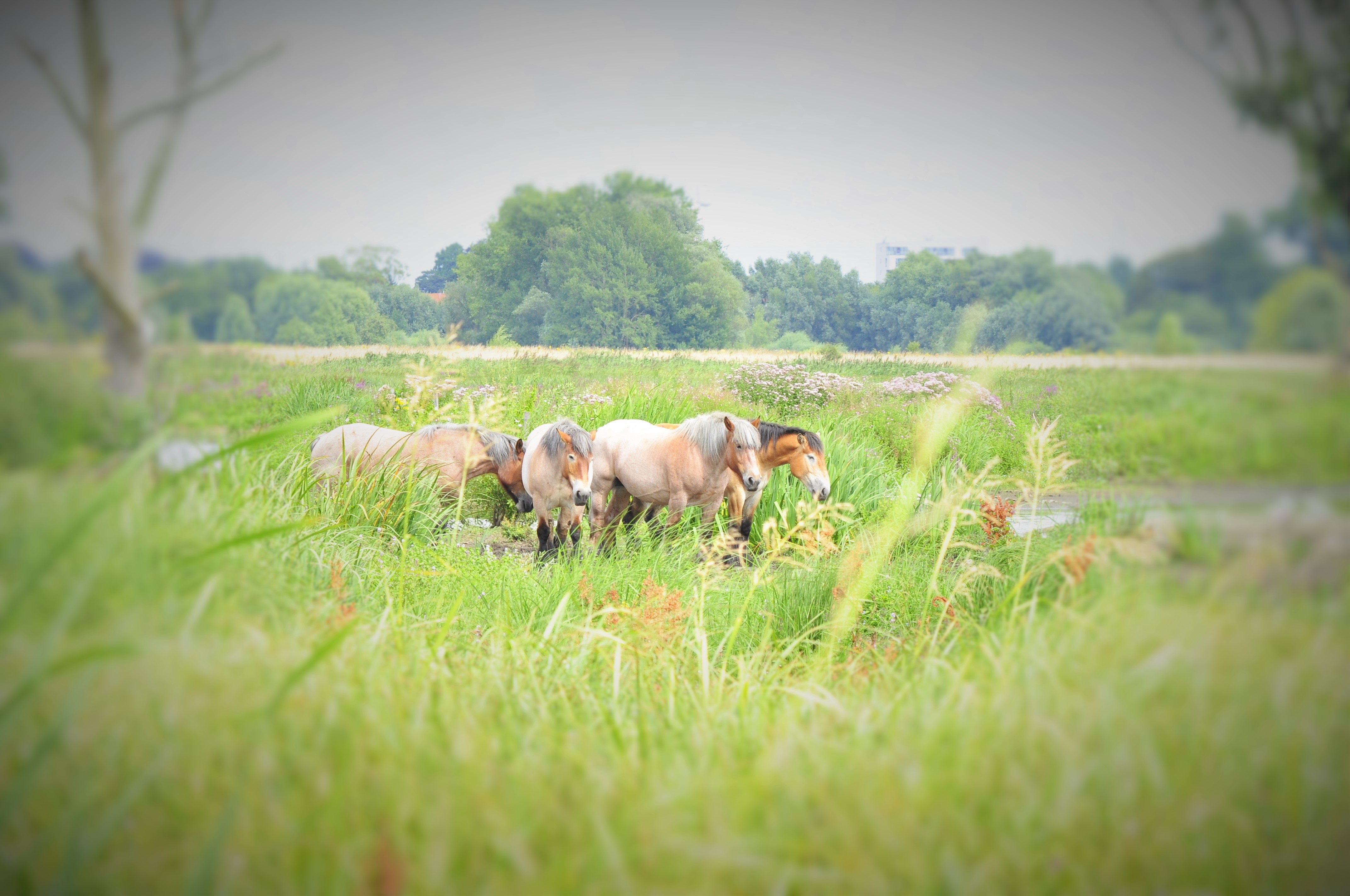 paarden-in-het-groen