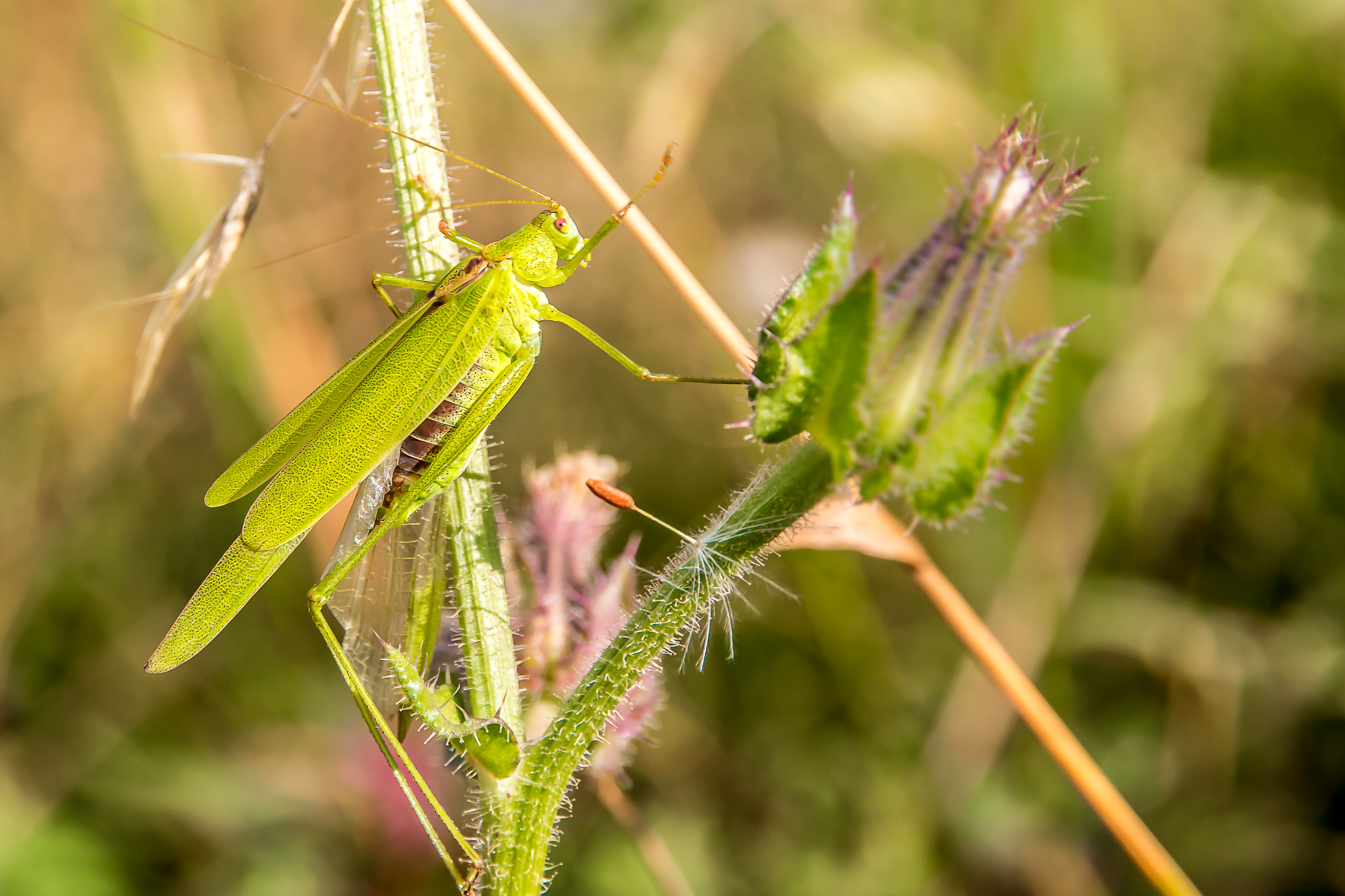 grasshopper-sprinkhaan-0