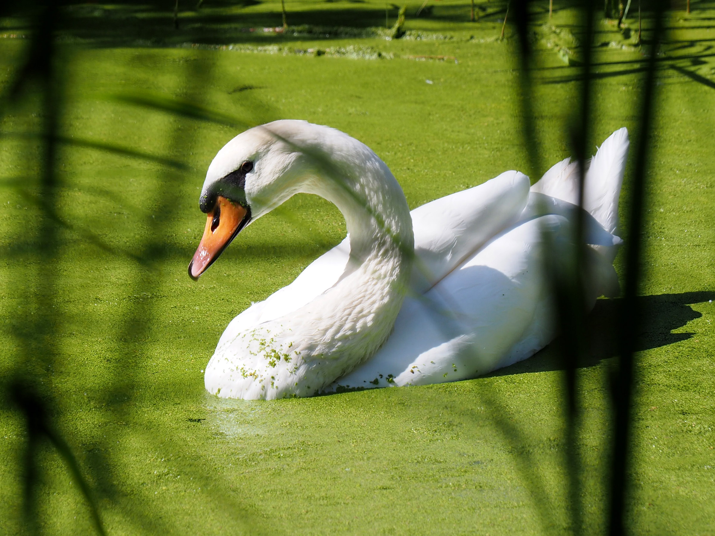 white-beauty-in-green-duckweed