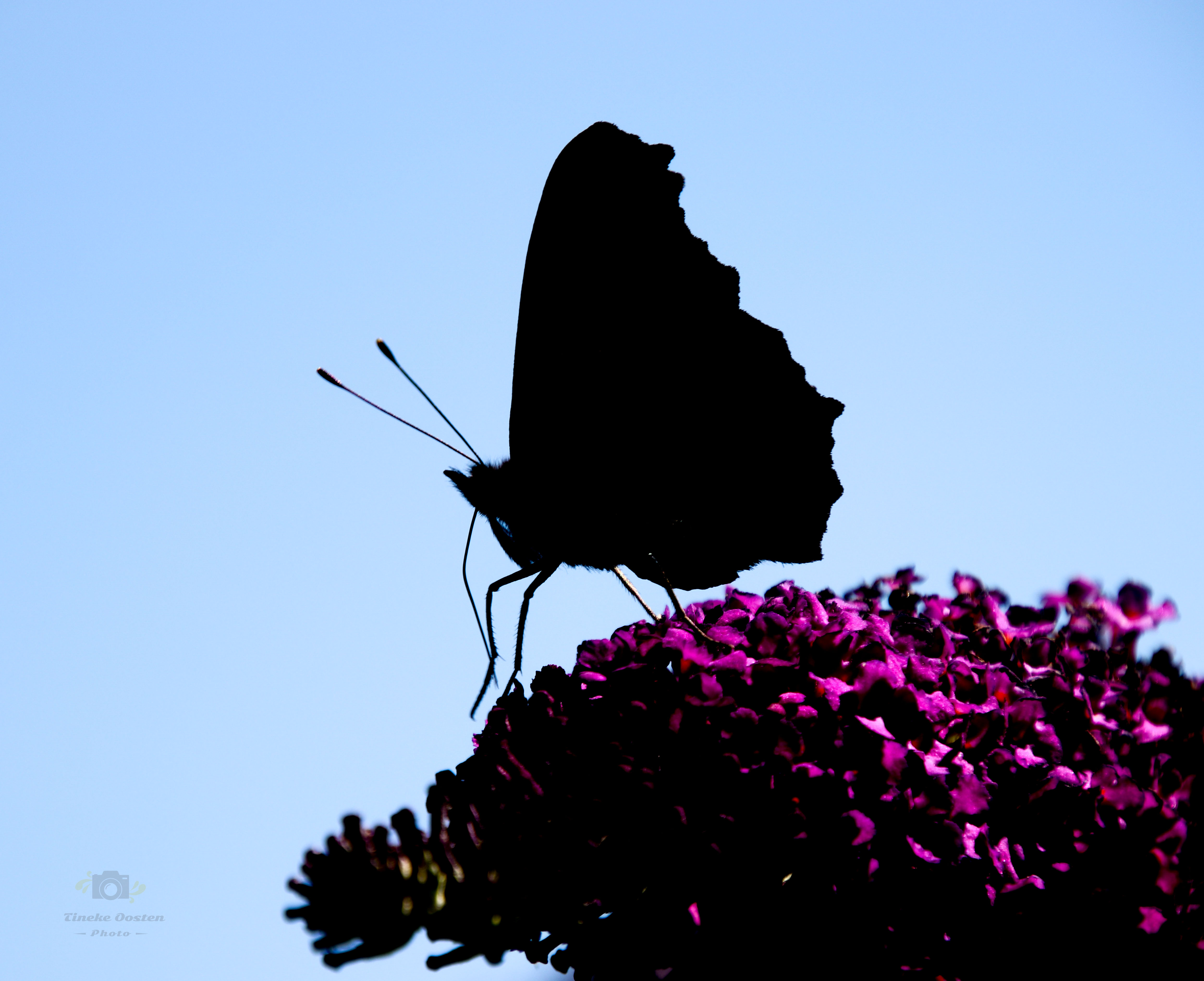 silhouet-twee-gezichten