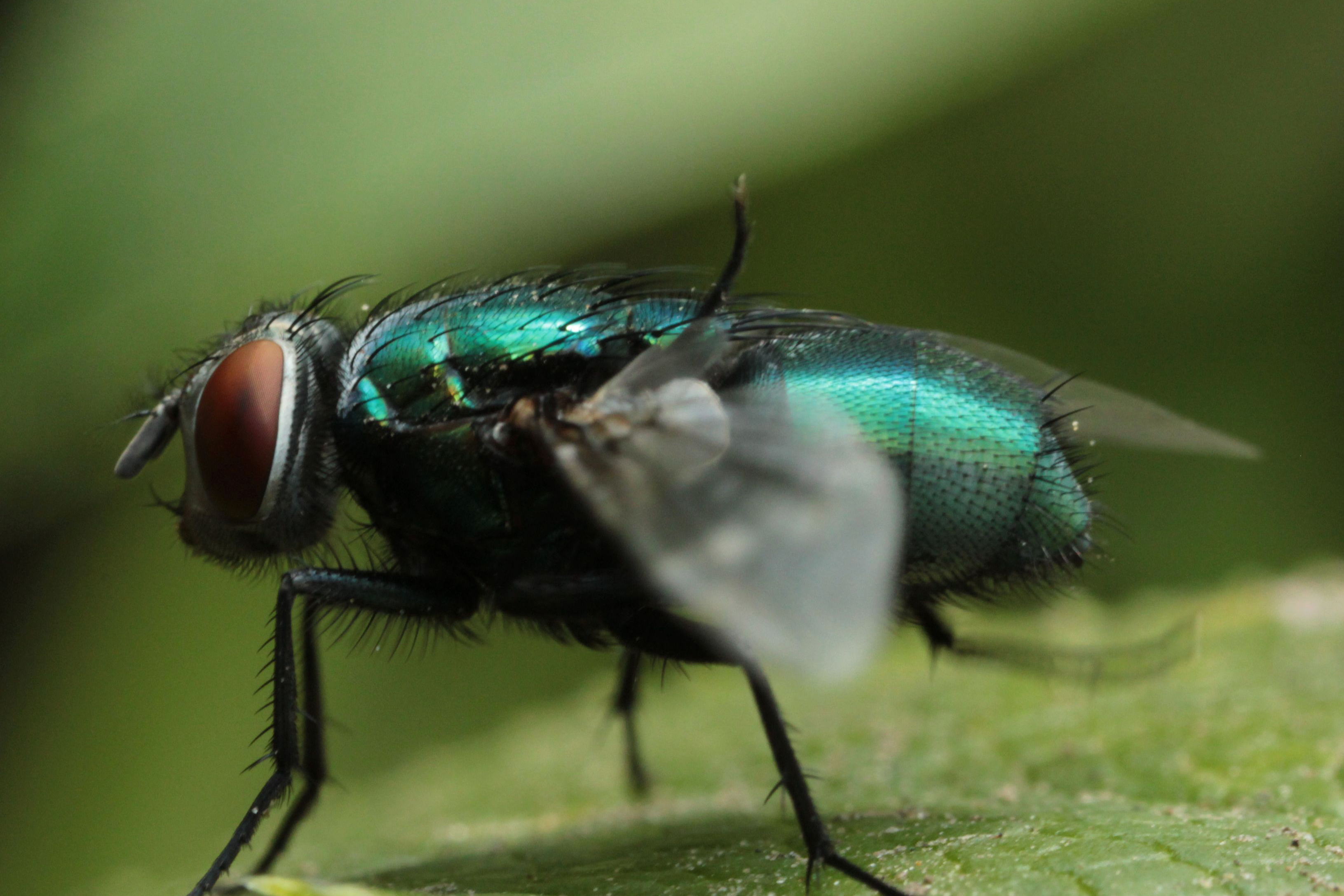 groene-%E2%80%A6%E2%80%A6vlieg-bah