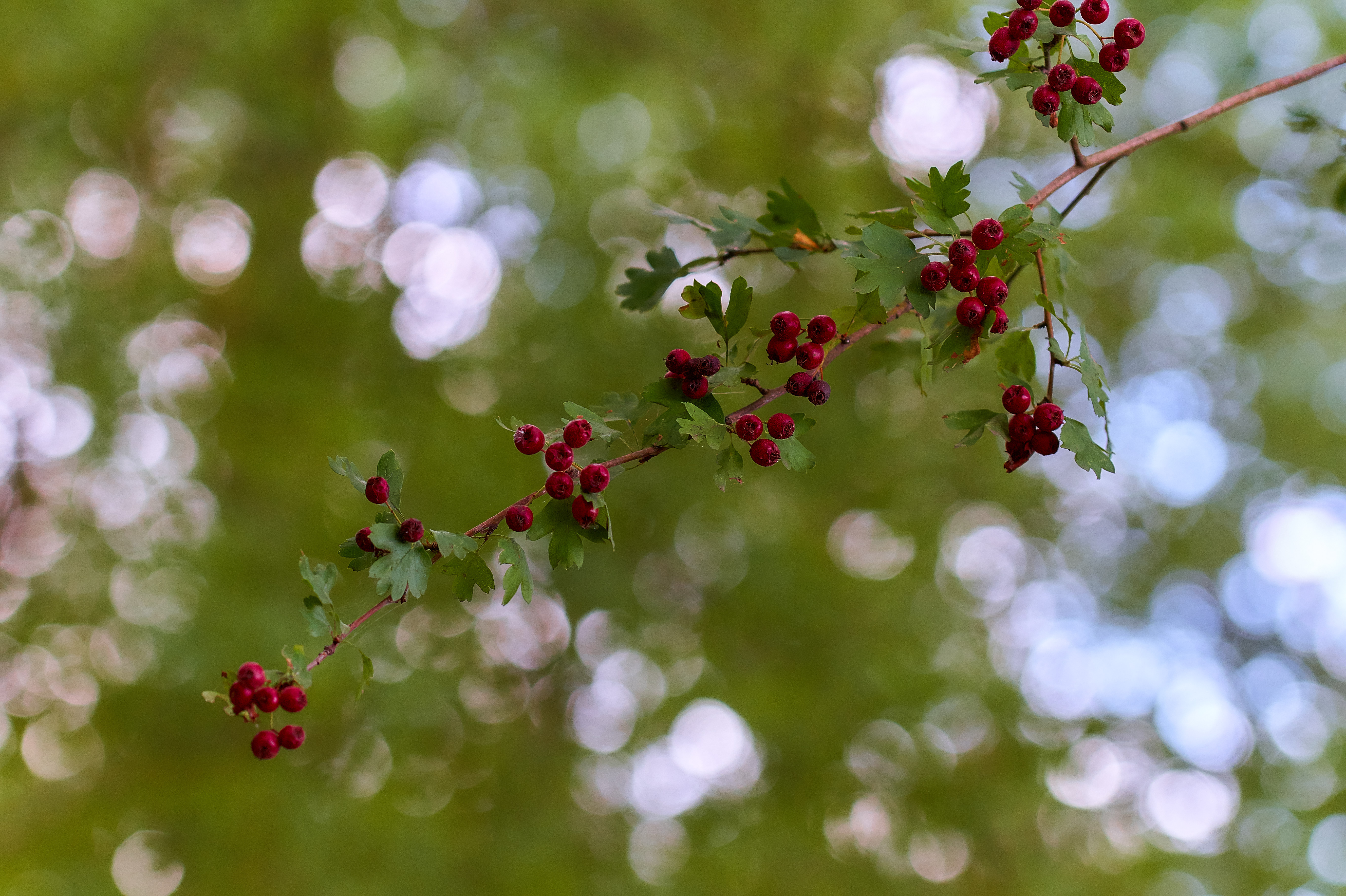 meidoorn-met-bokeh-achtergrond