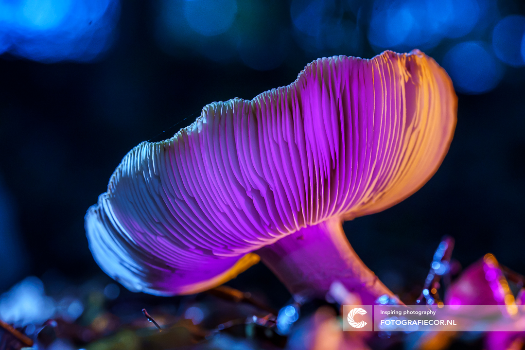 fungi-colours