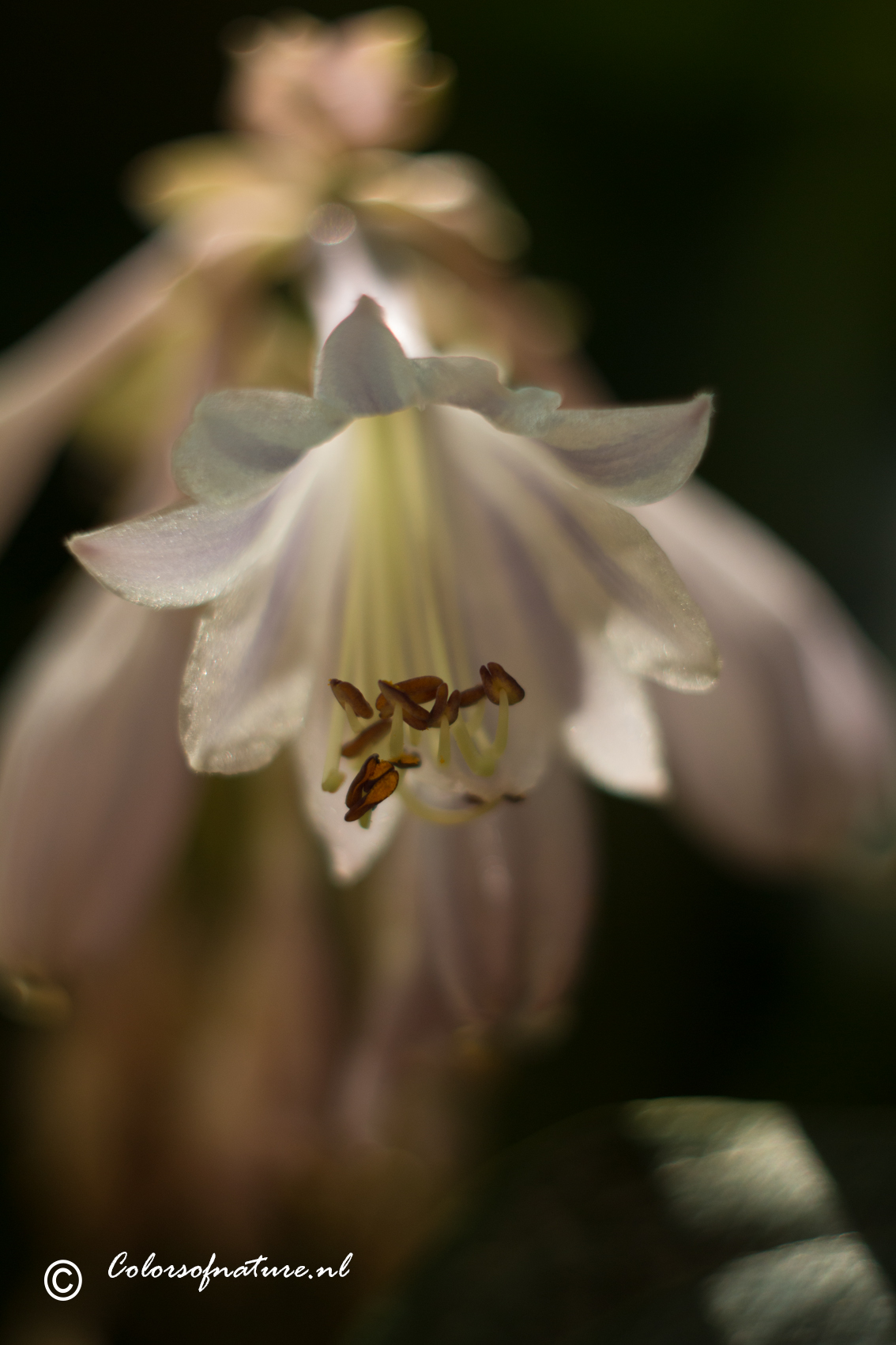 a-little-light-shining-on-me-hosta-bloem