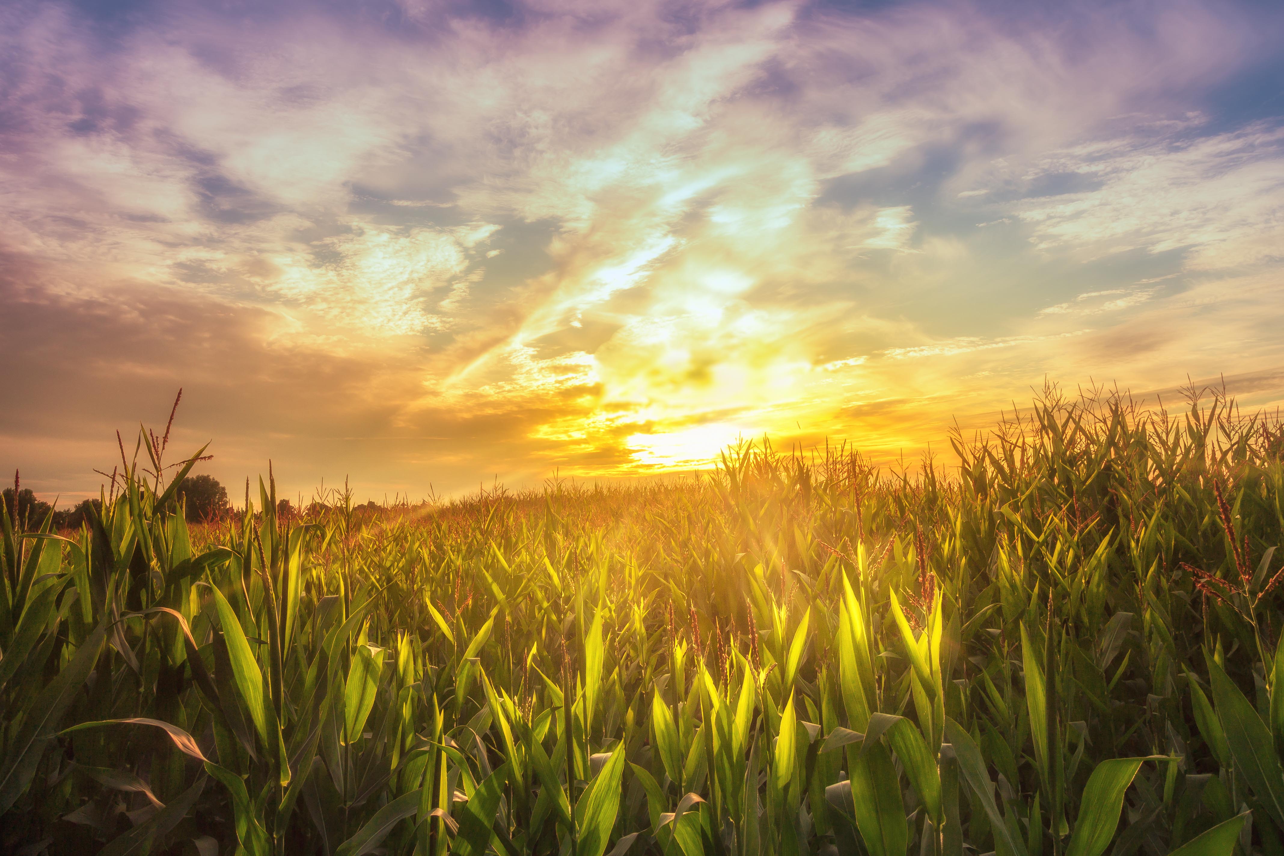 last-light-on-the-cornfield